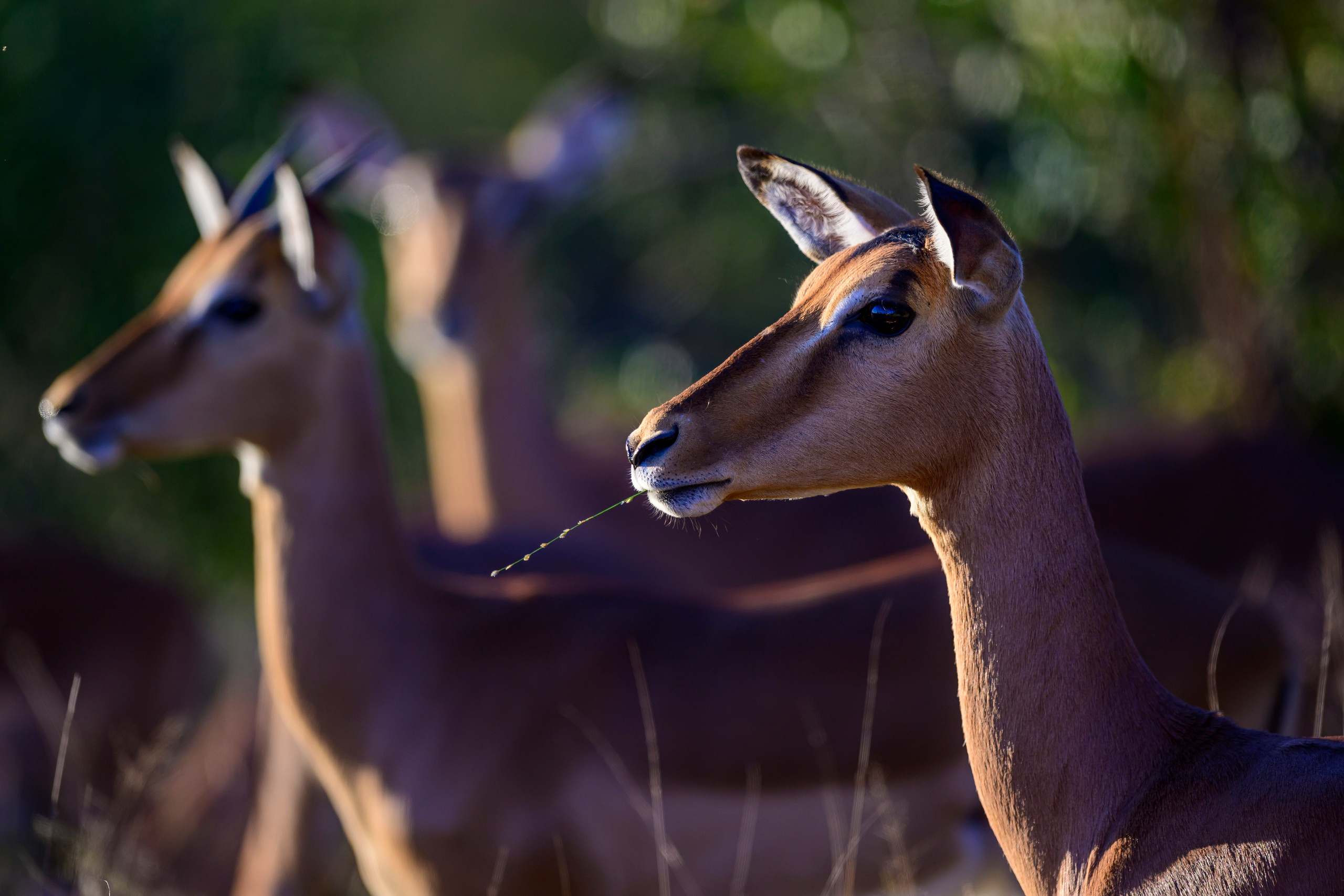 Парк Крюгера, ЮАР, 2023. Фотограф Сергей Пупонин
