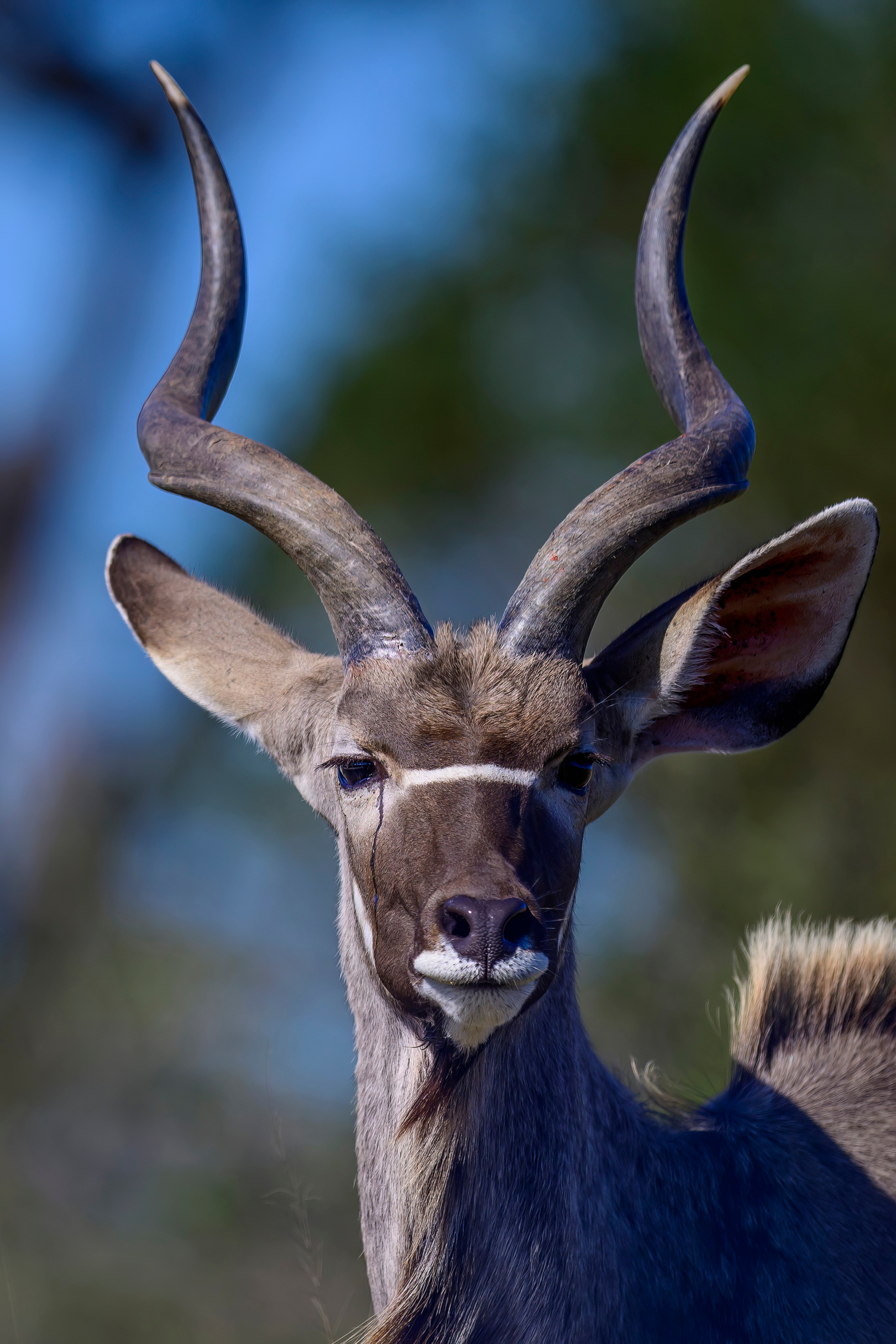 Парк Крюгера, ЮАР, 2023. Фотограф Сергей Пупонин