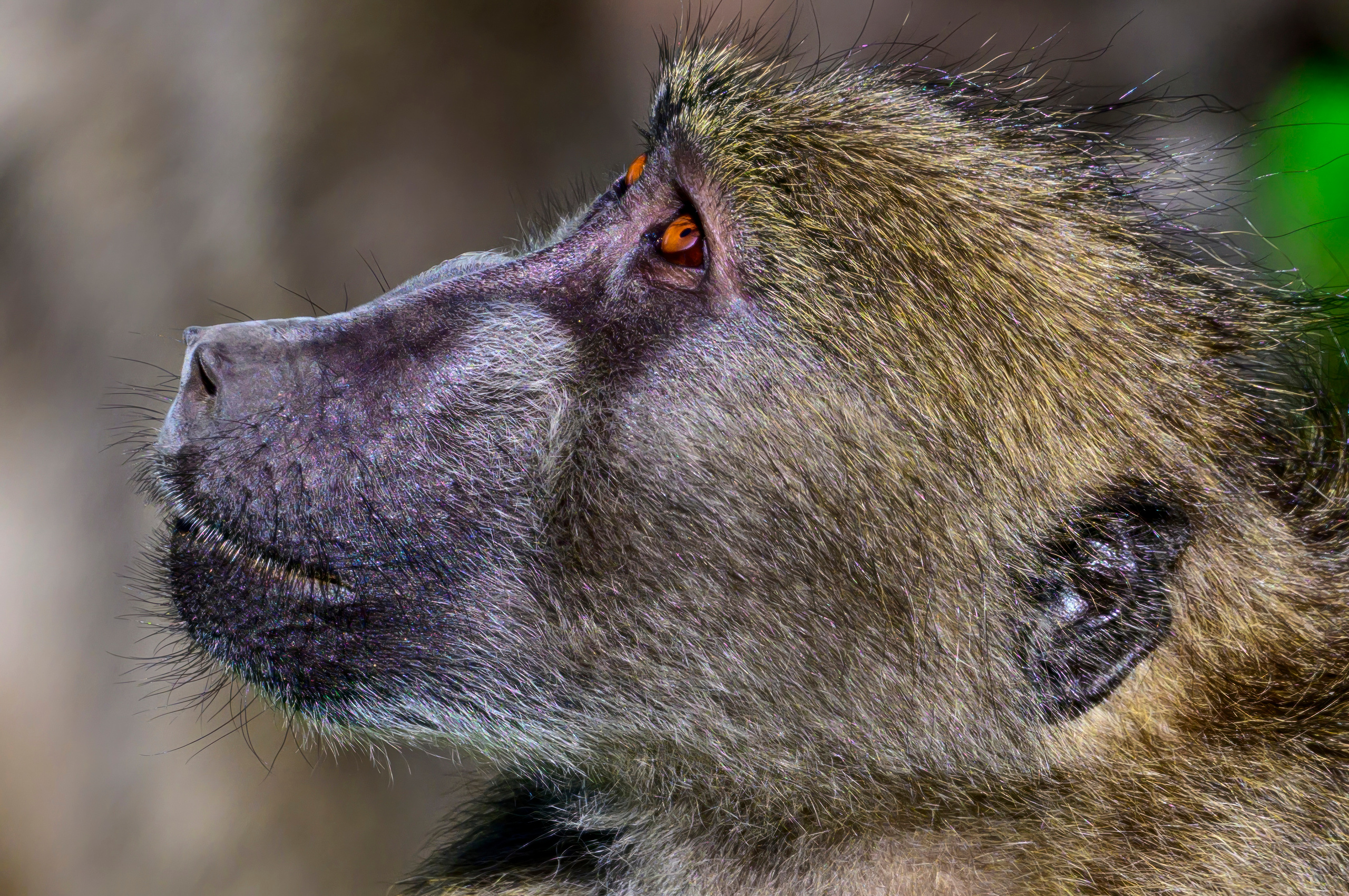 Парк Крюгера, ЮАР, 2023. Фотограф Сергей Пупонин