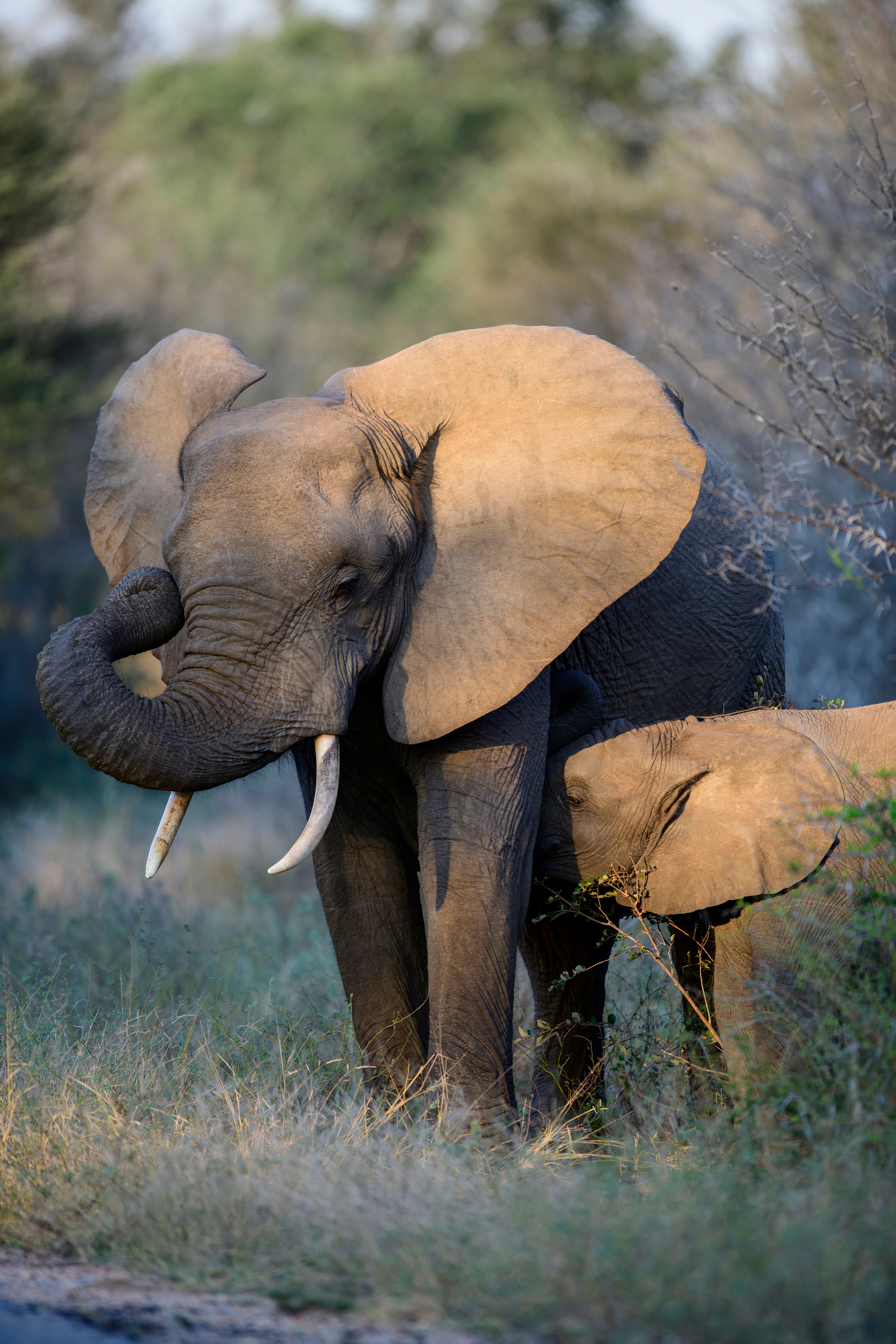 Парк Крюгера, ЮАР, 2023. Фотограф Сергей Пупонин