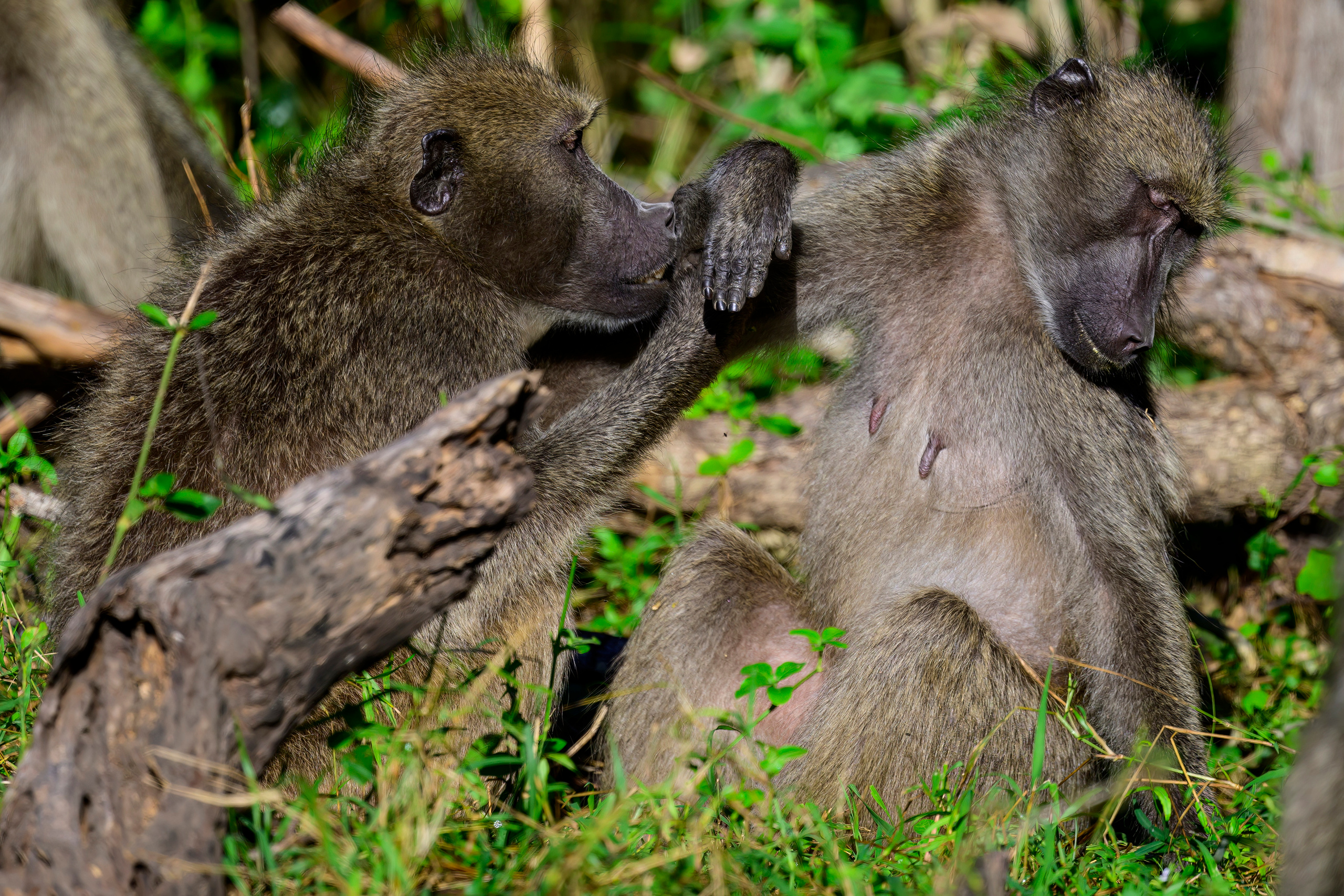 Парк Крюгера, ЮАР, 2023. Фотограф Сергей Пупонин