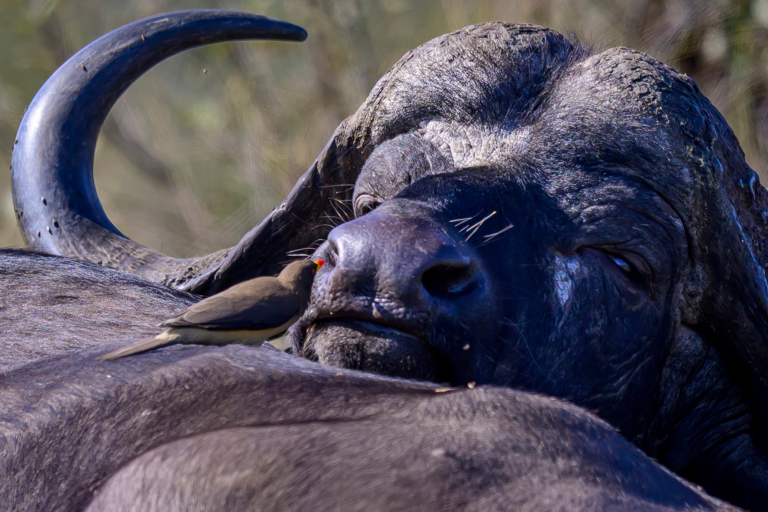 Парк Крюгера, ЮАР, 2023. Фотограф Сергей Пупонин