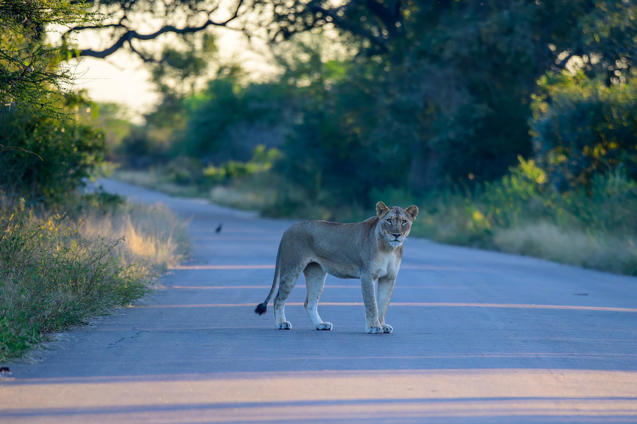 Парк Крюгера, ЮАР, 2023. Фотограф Сергей Пупонин