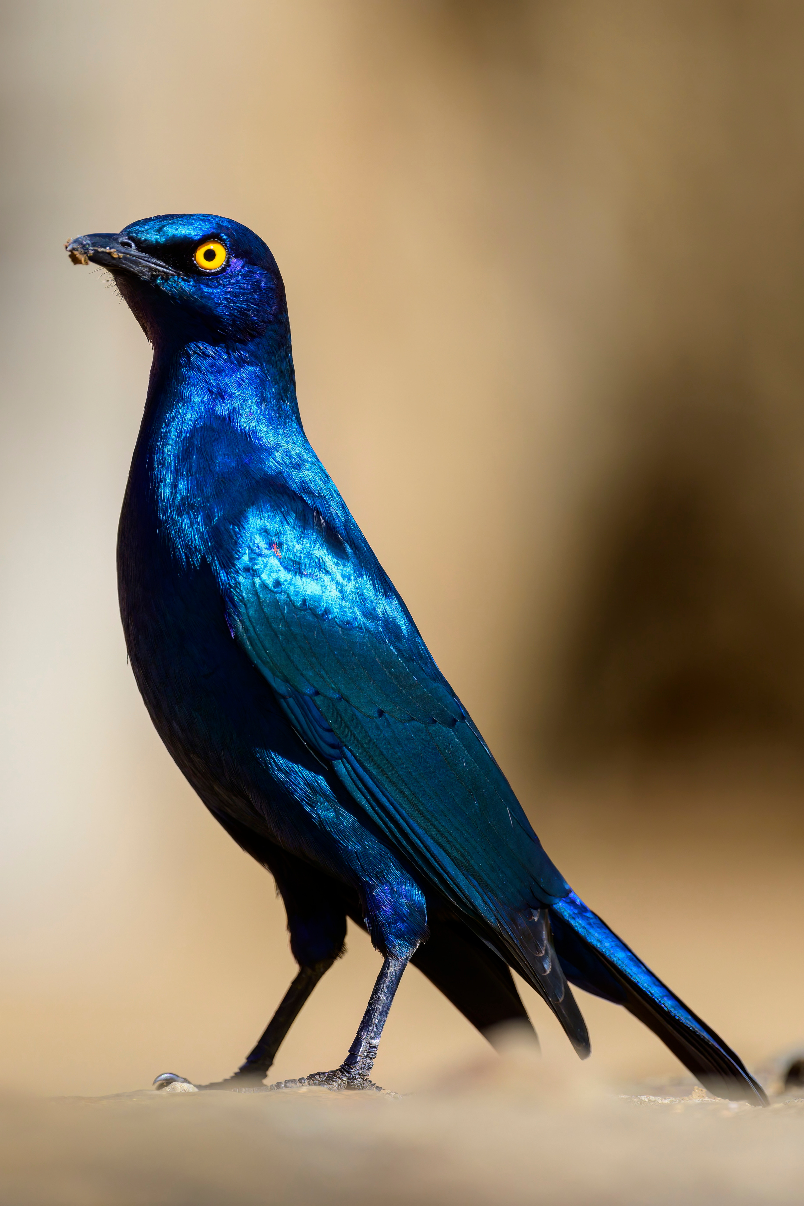 Парк Крюгера, ЮАР, 2023. Фотограф Сергей Пупонин