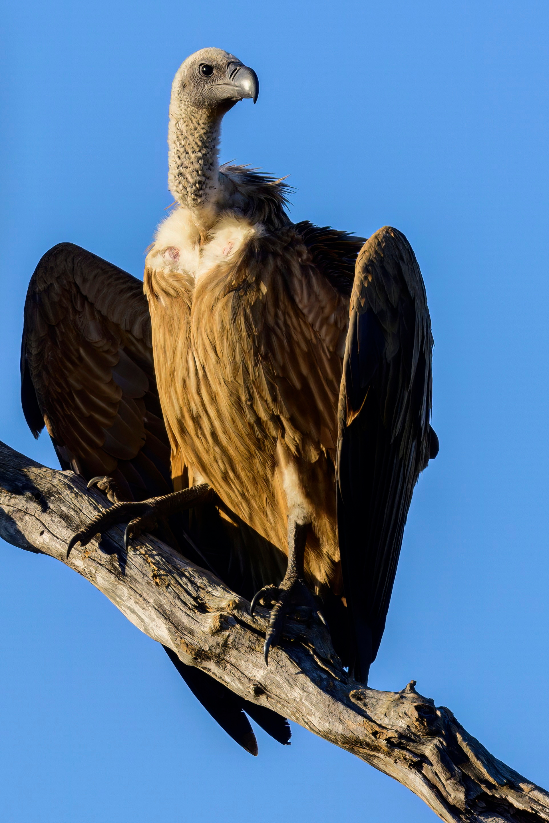 Парк Крюгера, ЮАР, 2023. Фотограф Сергей Пупонин