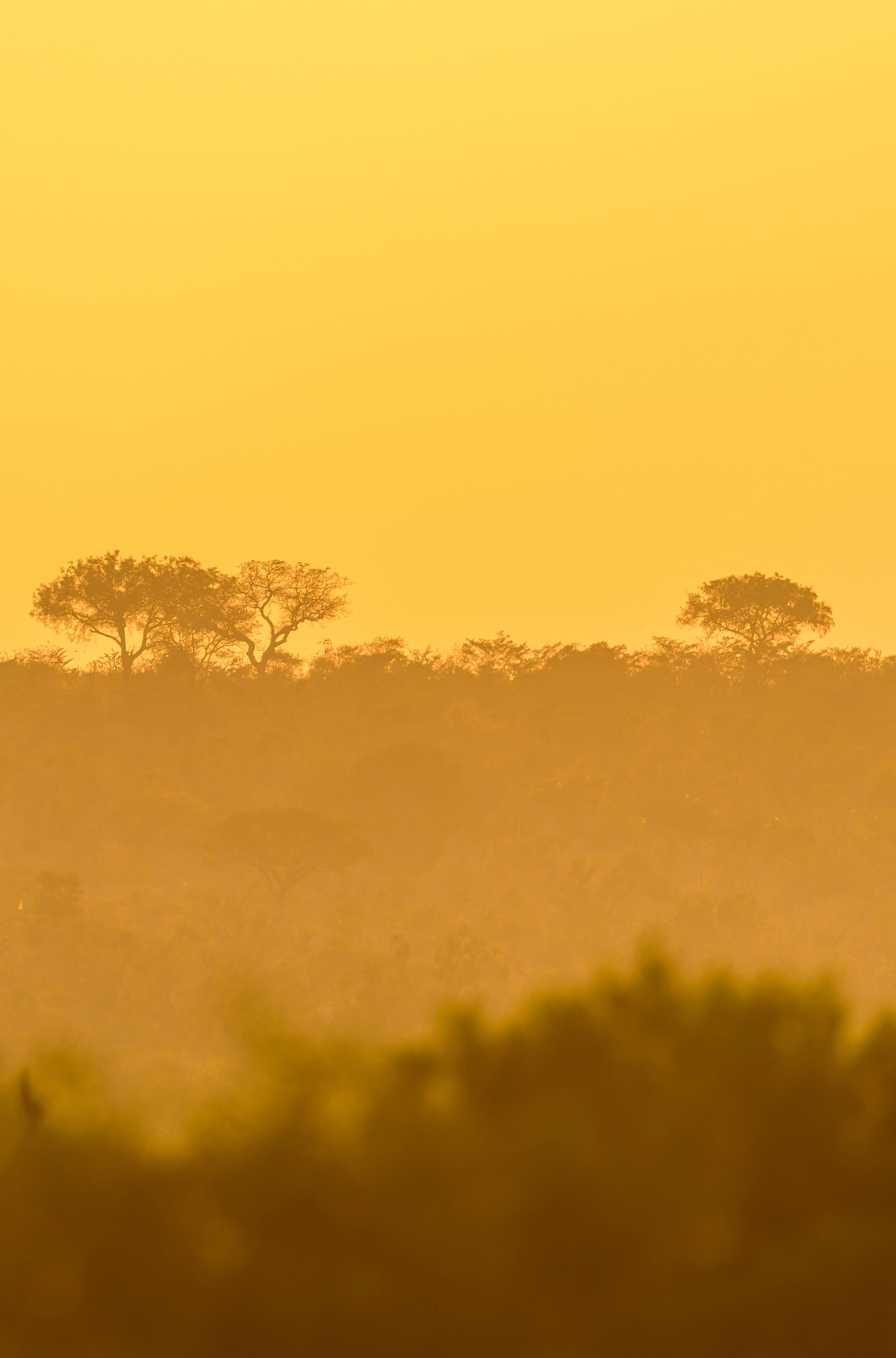 Парк Крюгера, ЮАР, 2023. Фотограф Сергей Пупонин