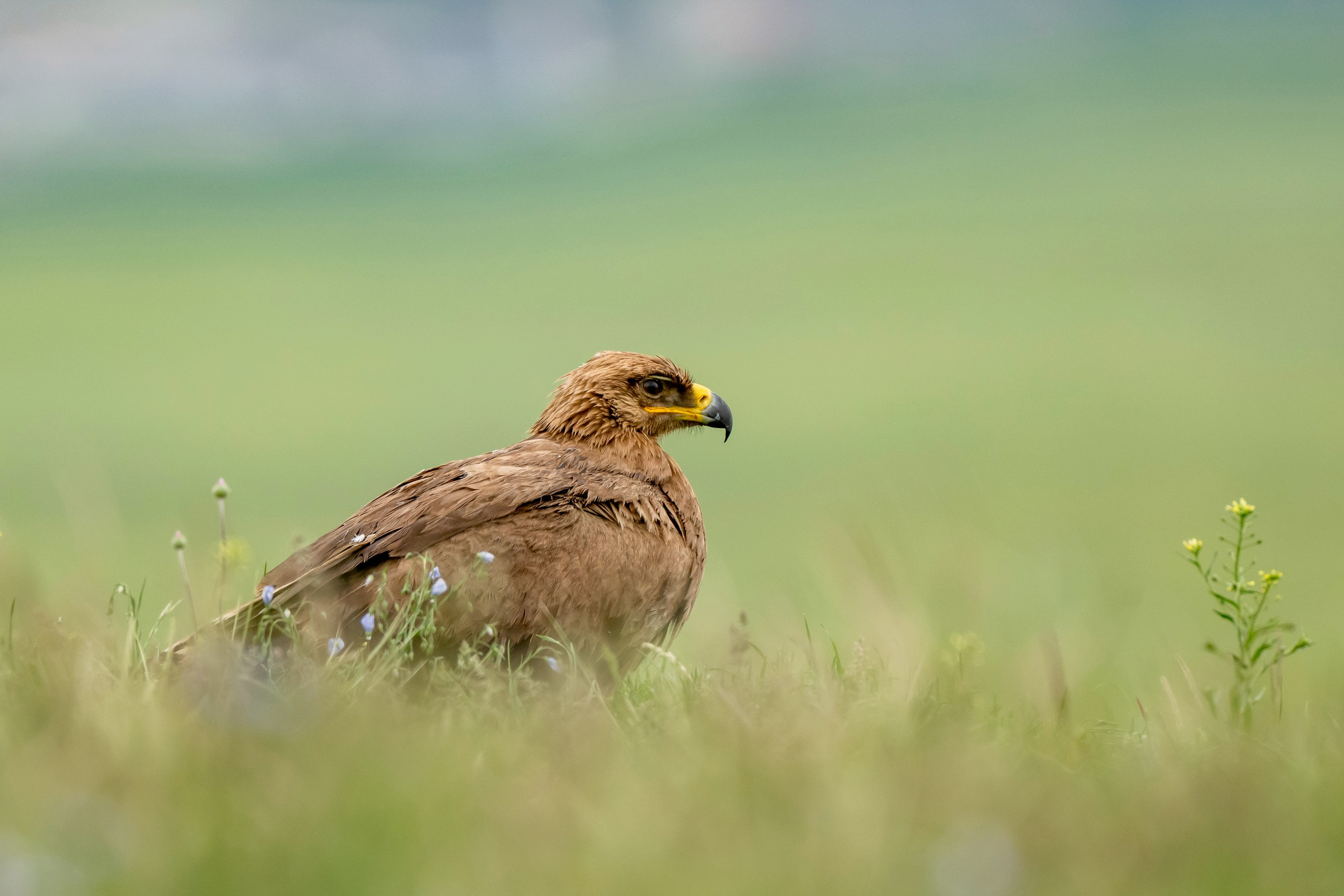 Дикая природа Дагестана. Май 2025 г. Foto-Zuev фотография как искусство
