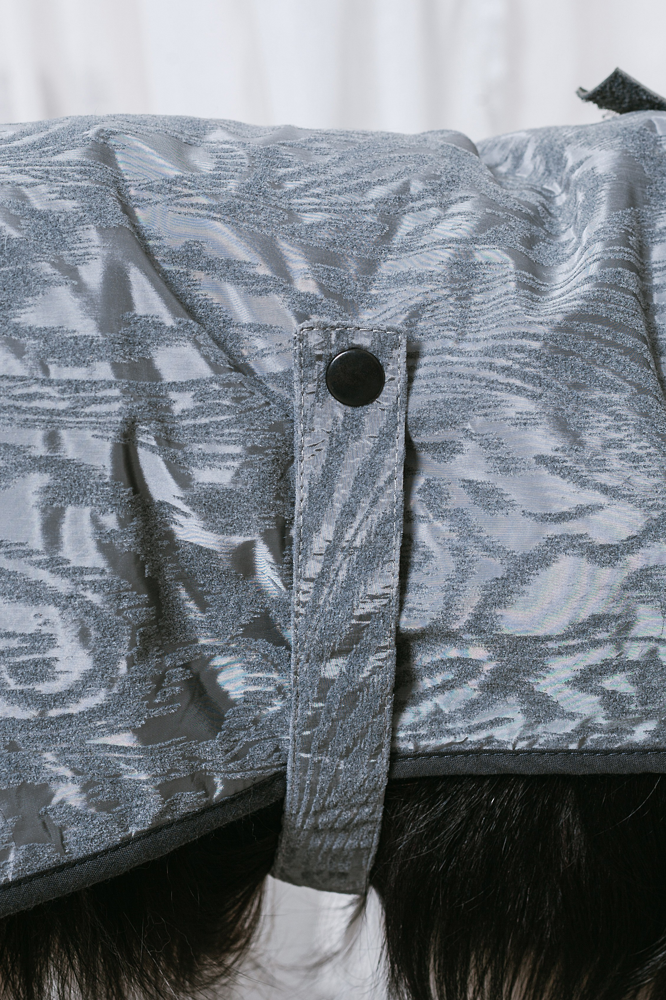 Съемка для бренда TEDDYBOY. Фотограф-анималист Татьяна Степанова