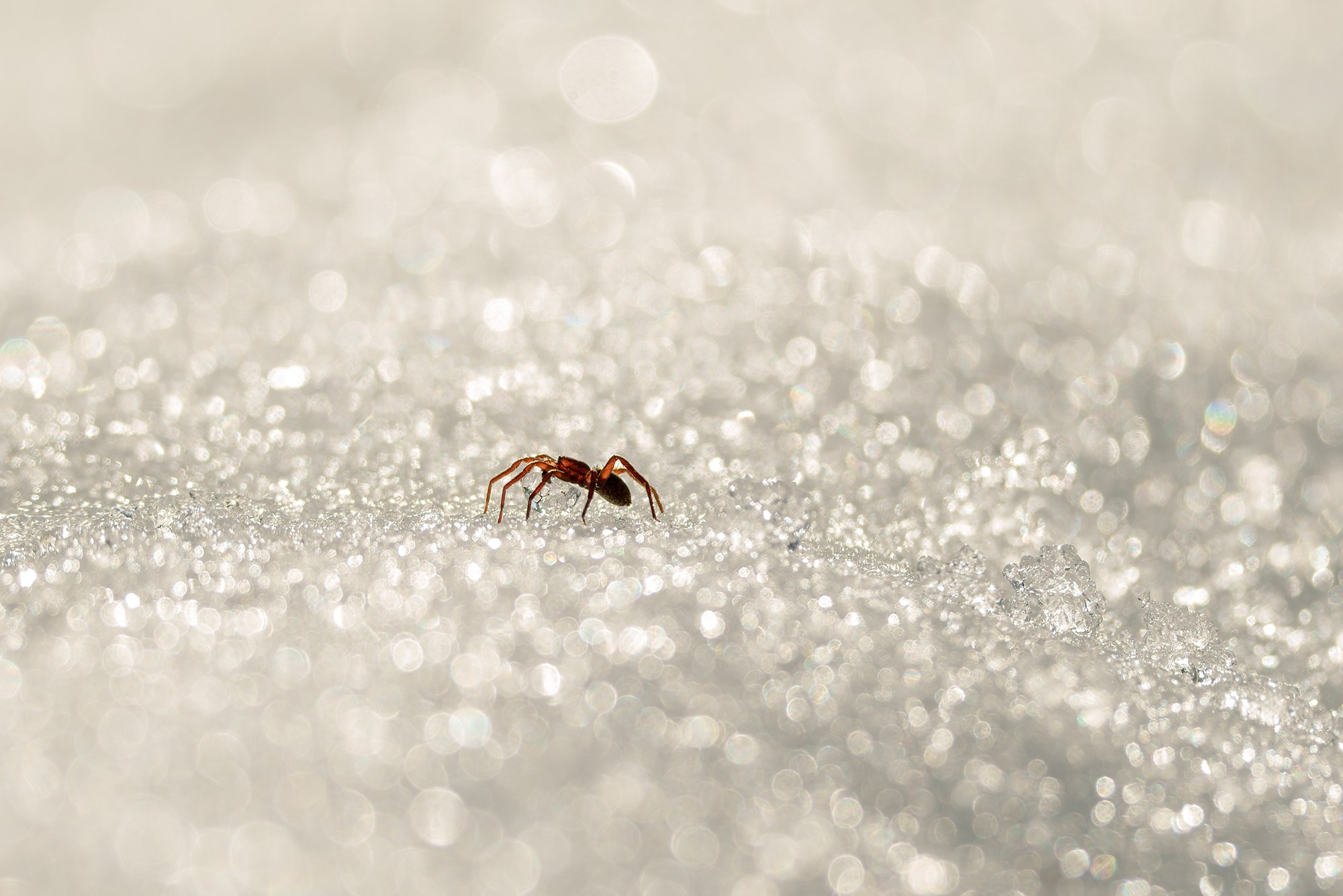 Макросъёмка. Ваш личный фотограф Марина Волкова