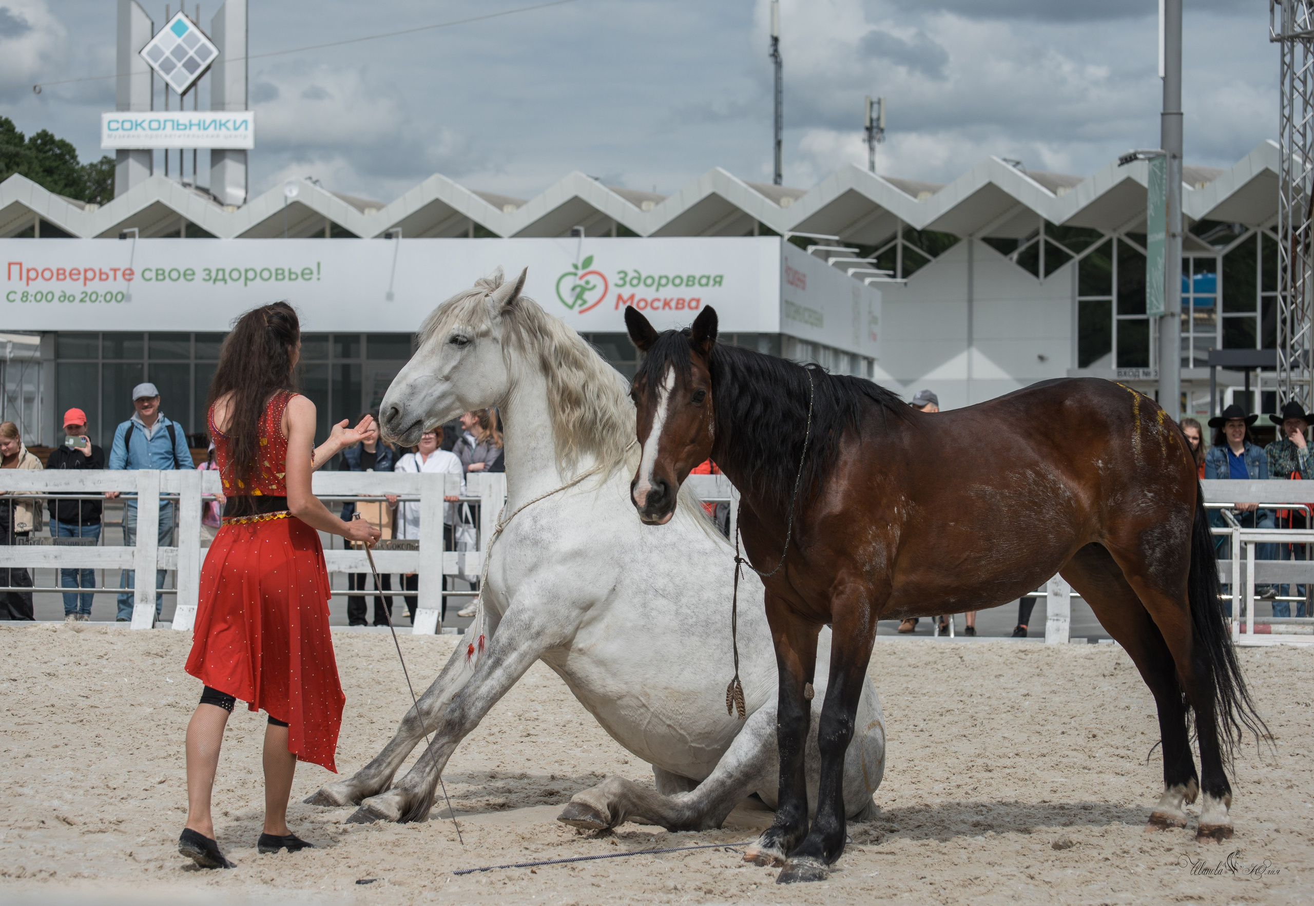 Эквирос, Москва. Конный фотограф в Саратове Юлия Иванова
