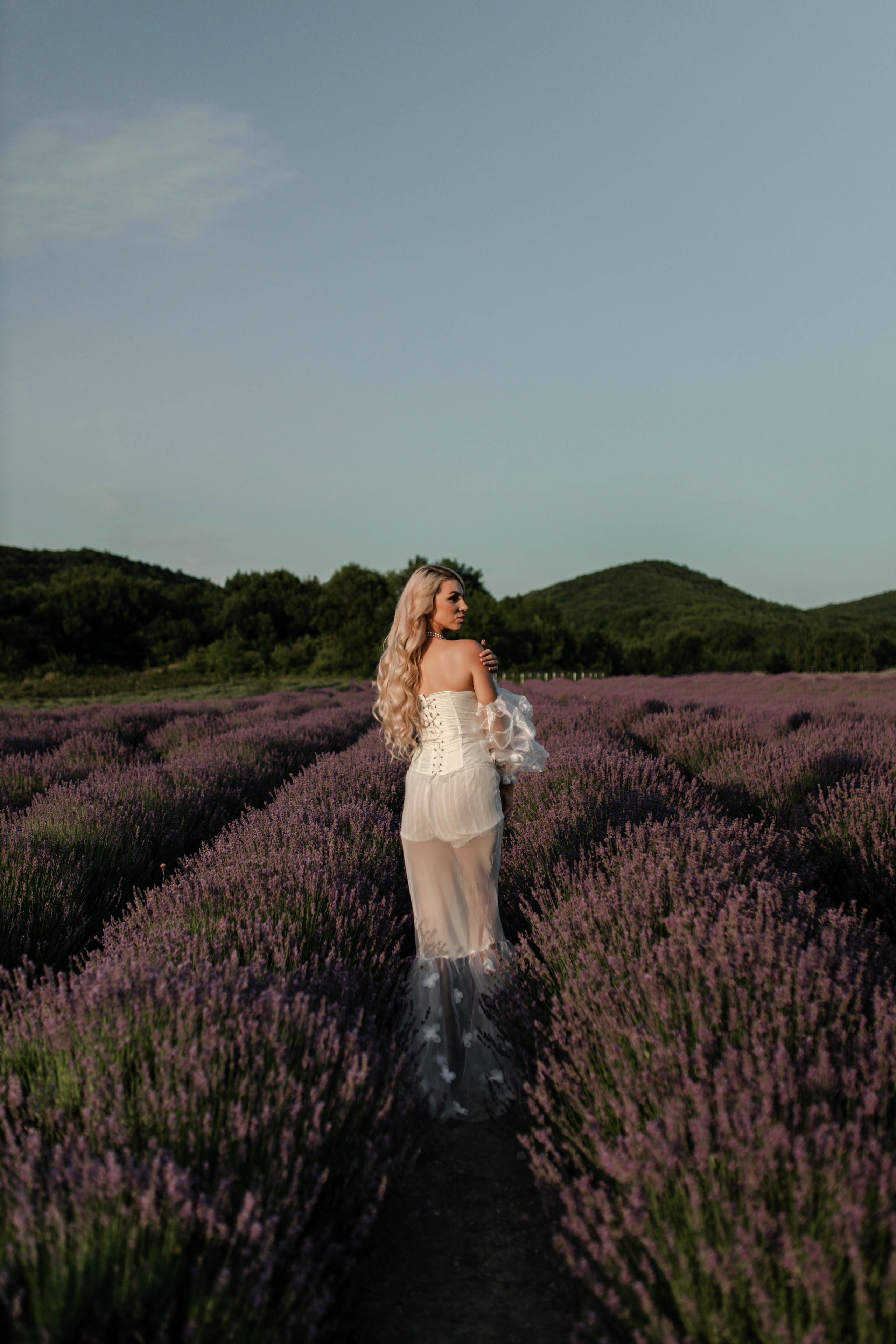 Лаванда. Фотограф Трифон Мира