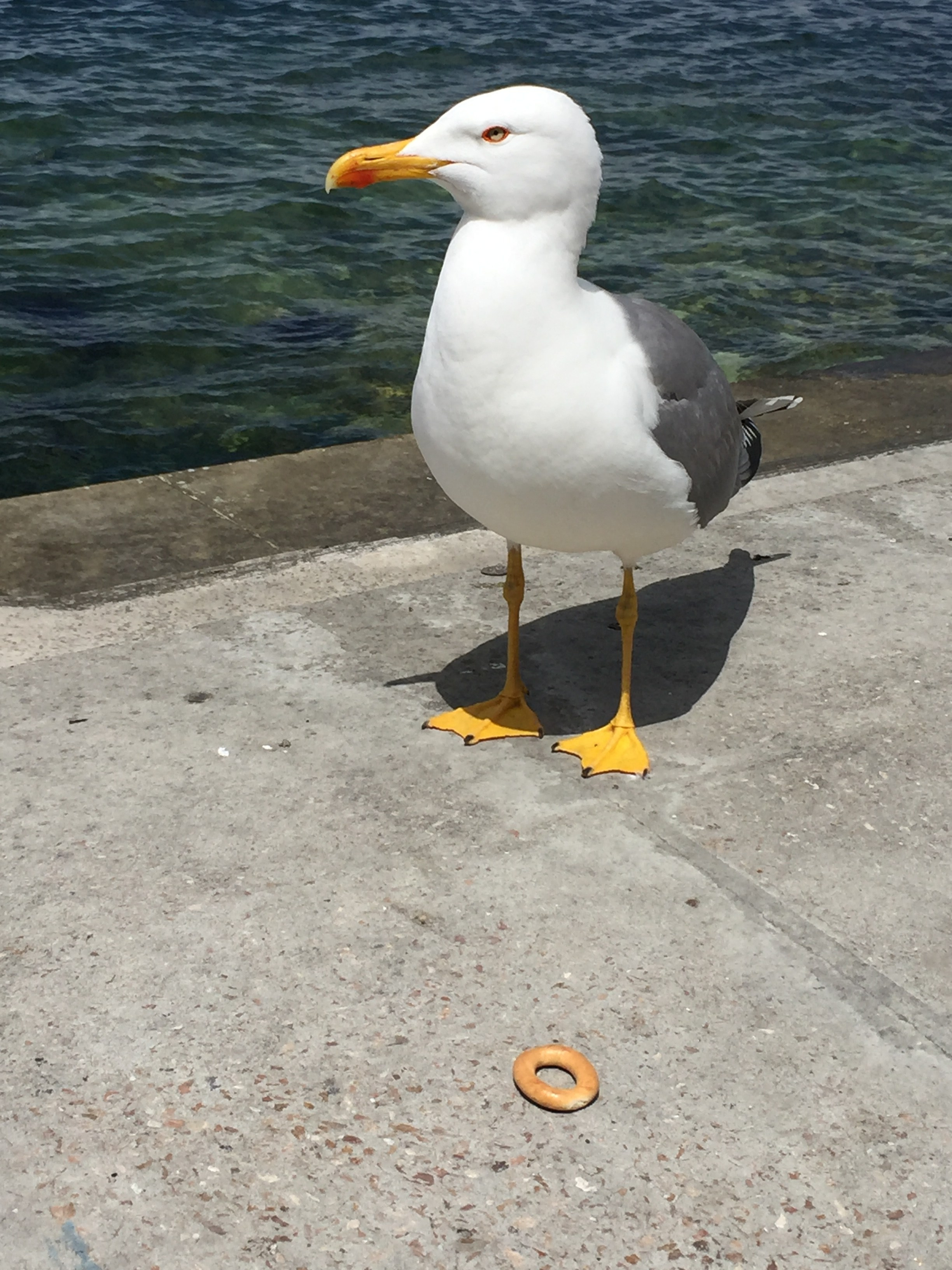 И это все о нем. Созерцатель. фотографирую что тронуло и впечатлило. самарская область