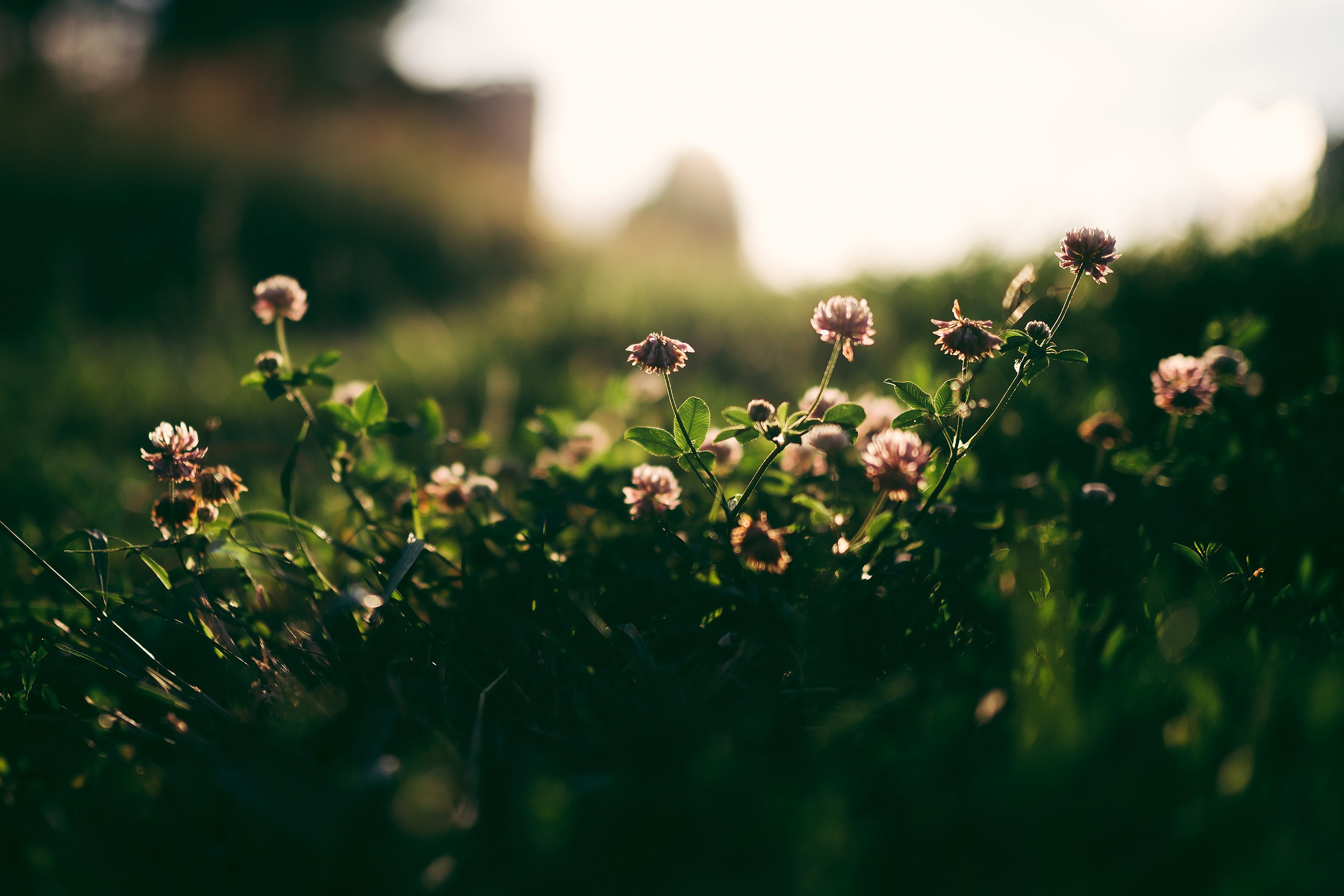 Прогулка на закате. Фотограф Владимир Орлов