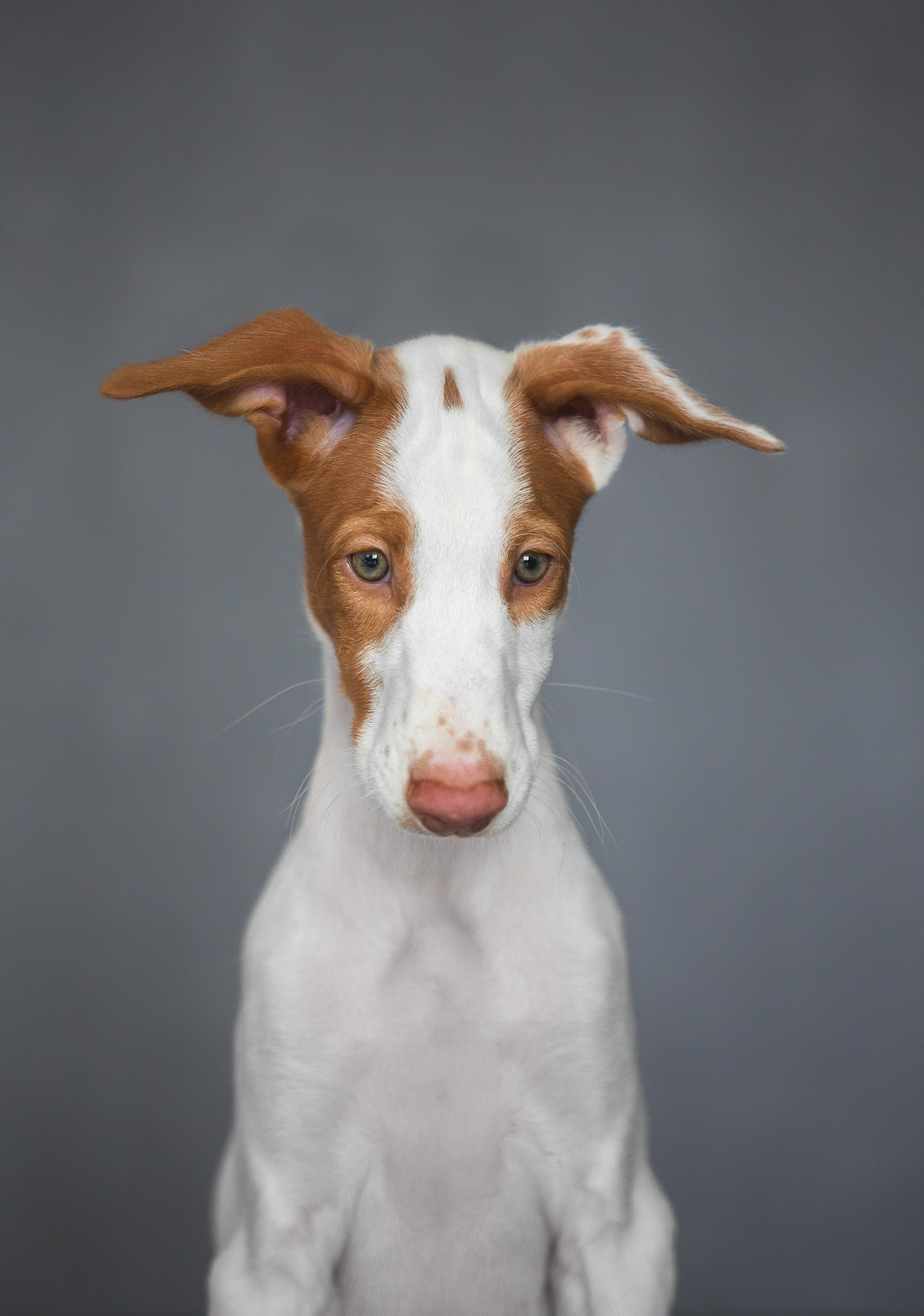 Поденко Ибиценко. Https://moshkovaphoto.ru/