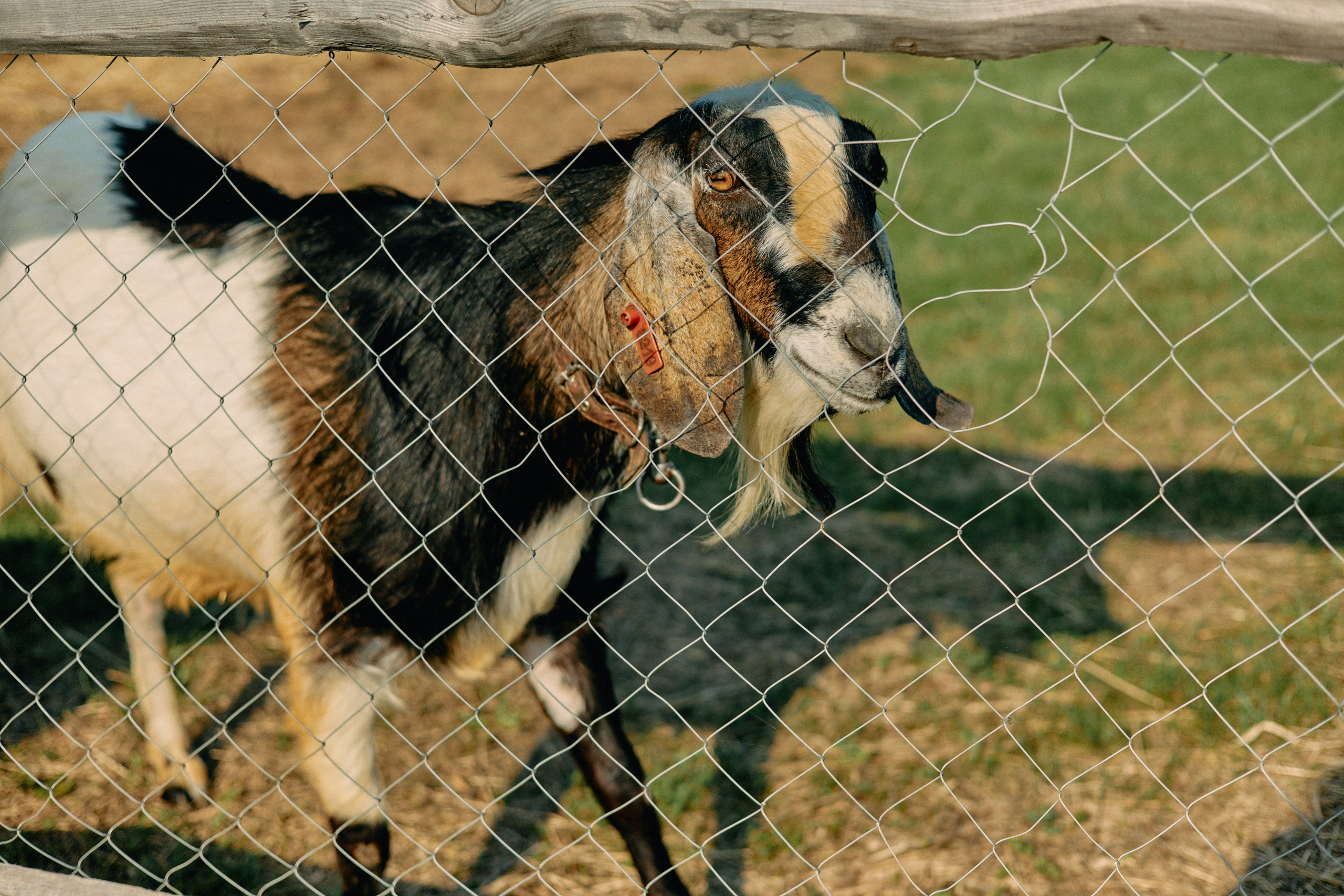 Бутик-отель Поле летом. Профессиональный Фотограф во Владимире, в Москве и в Суздале — Полина Романычева