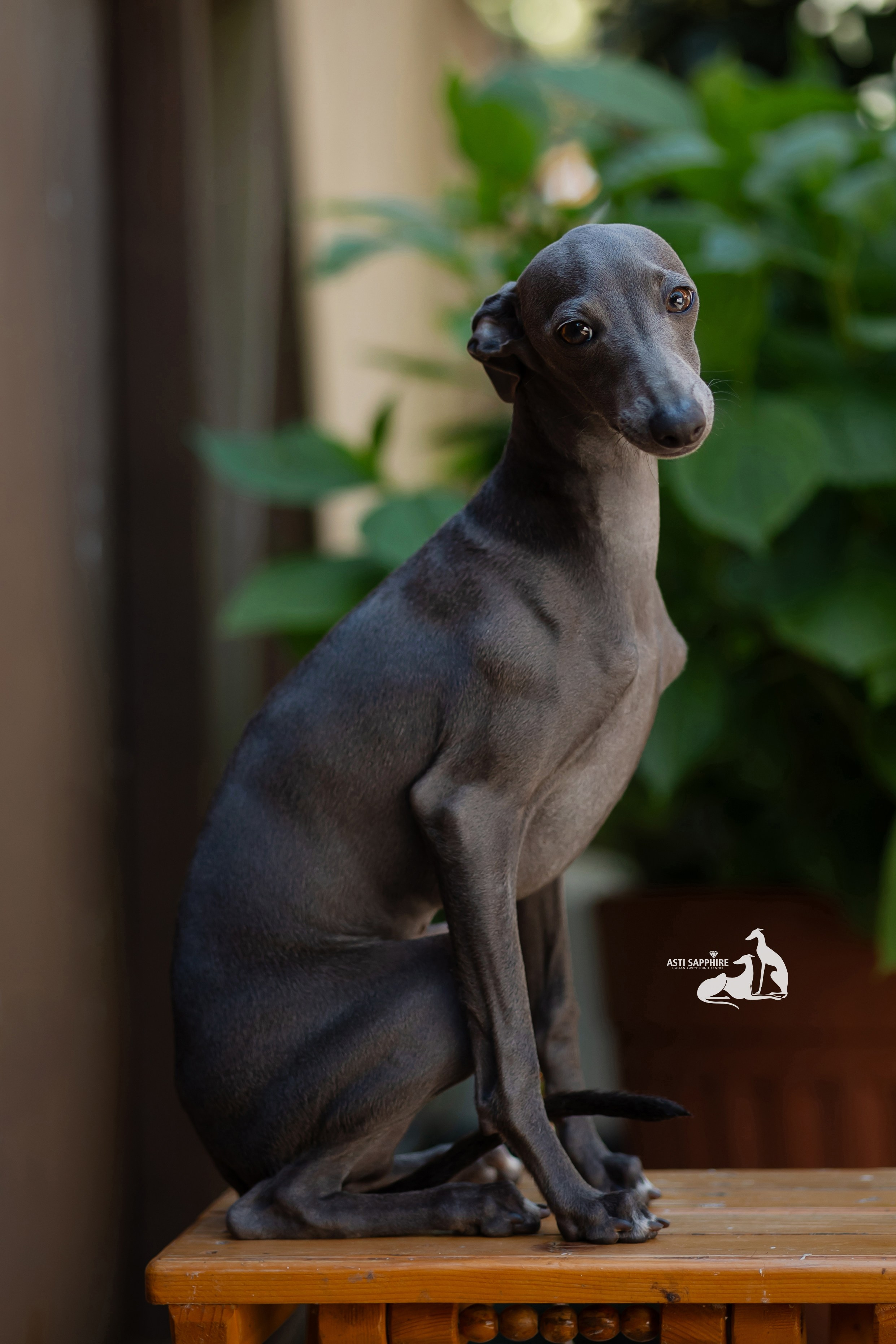 АС Laurus for Asti Sapphire. Professional Italian Greyhound Kennel RKF/FCI ASTI SAPPHIRE 💎 Sochi|St. Petersburg