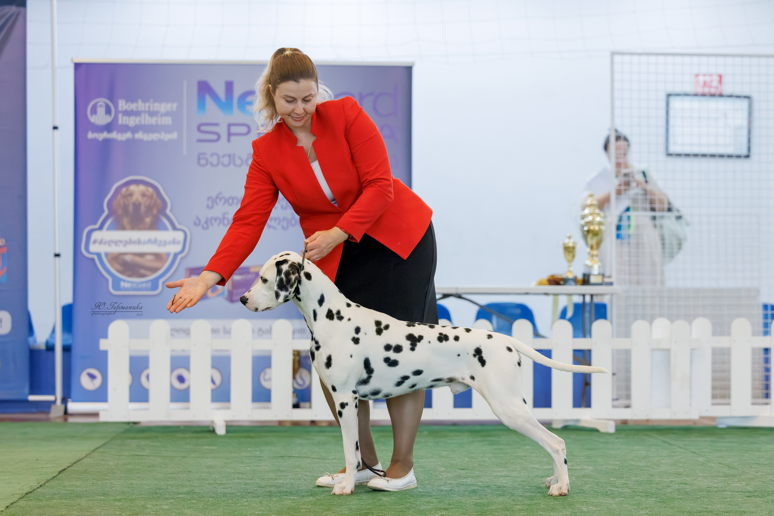 Батуми 3хCACIB 27-29.06.2025. Фотограф-анималист Юлия Германика