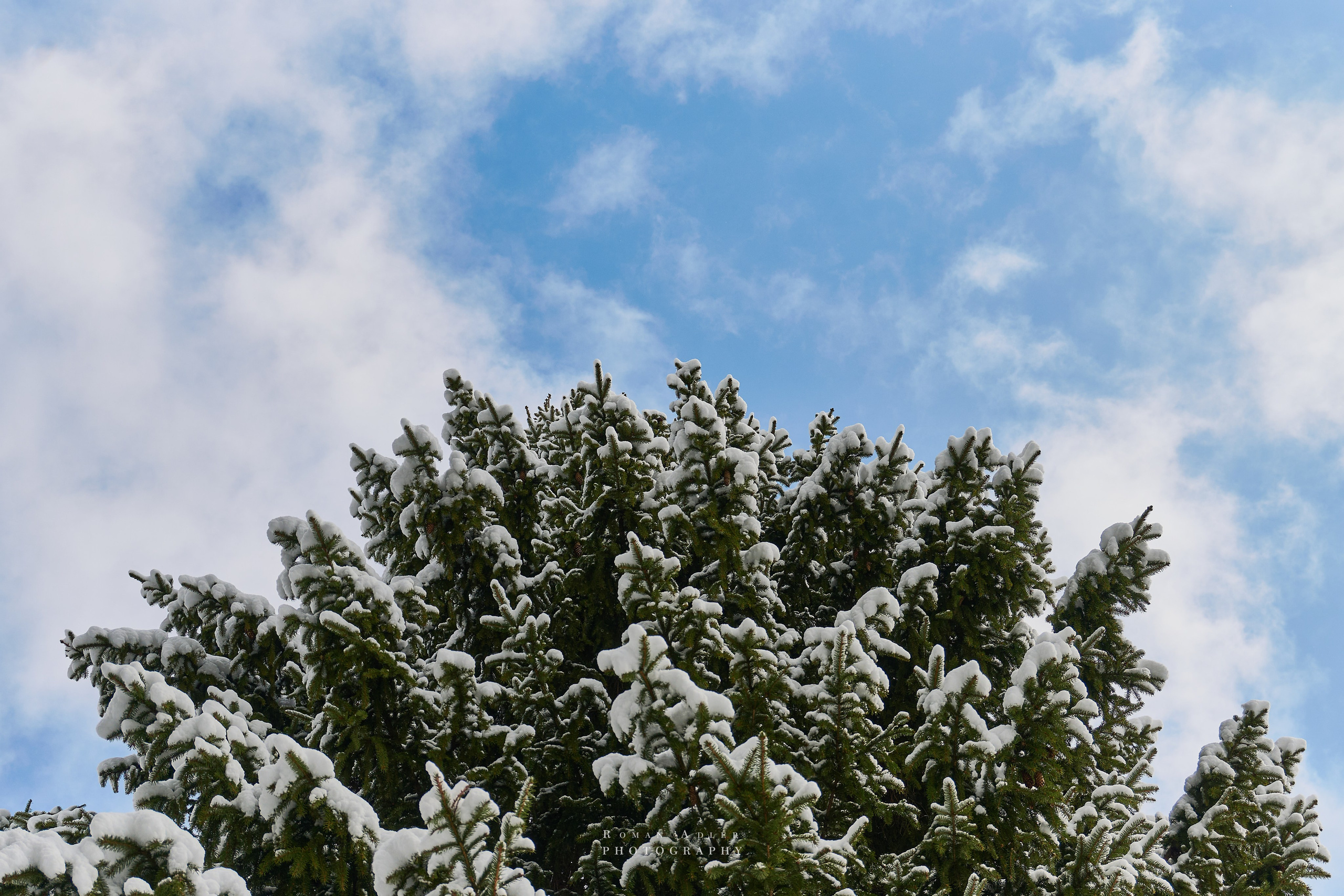 Апрельский снег. Москва 2025. Фотограф Роман Адлер