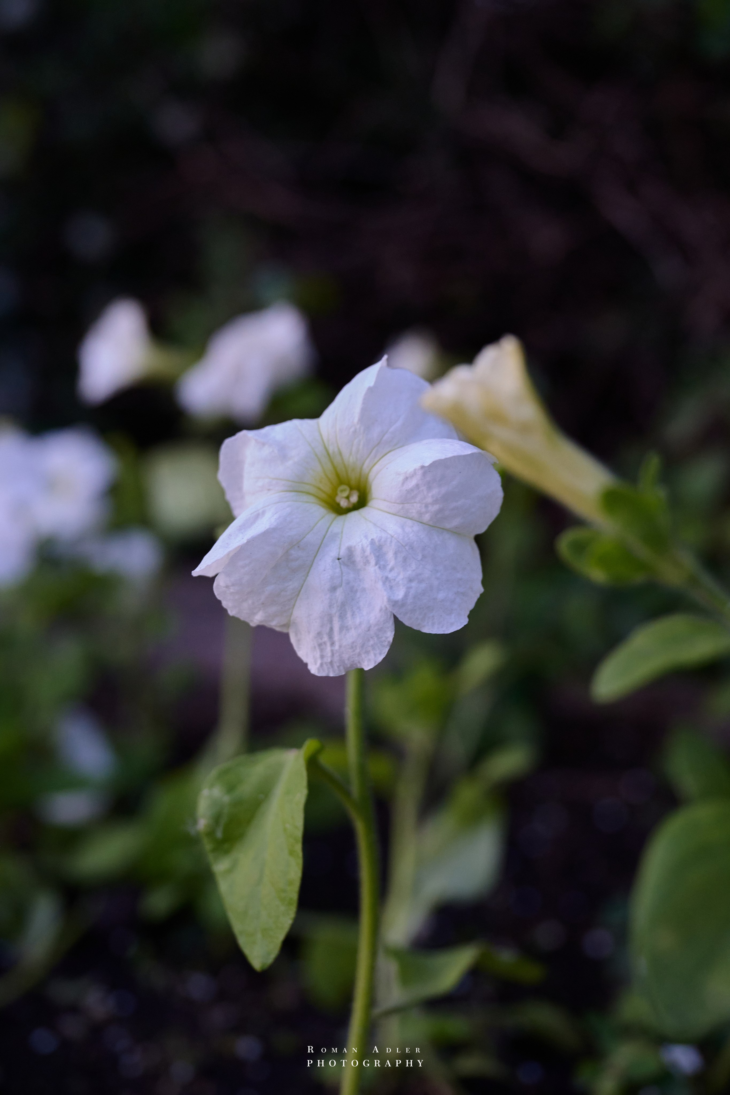 Воронеж. Май 2025. Фотограф Роман Адлер