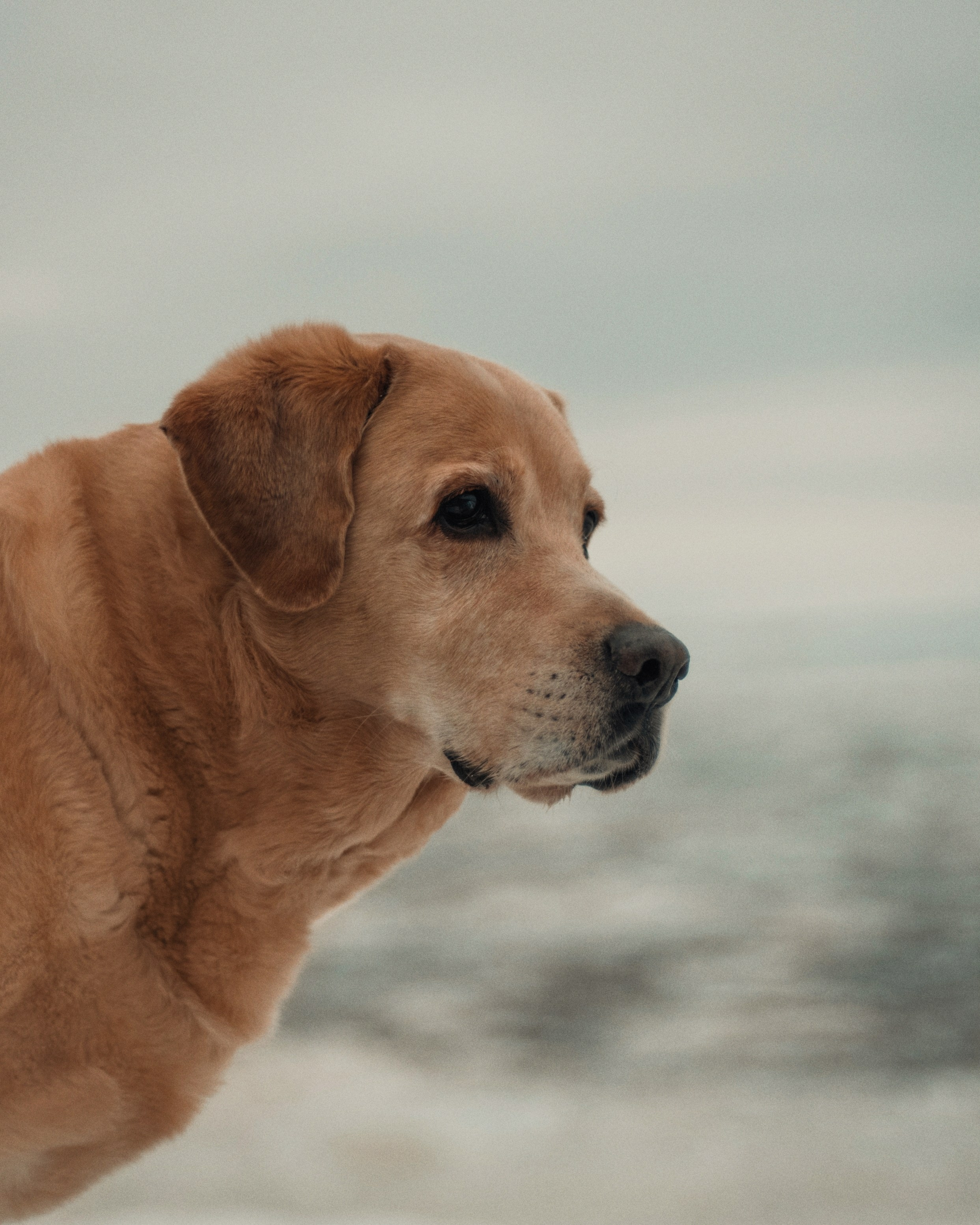 Прогулка: берн Пума, Фрэнк и Юля в Питере. Портфолио