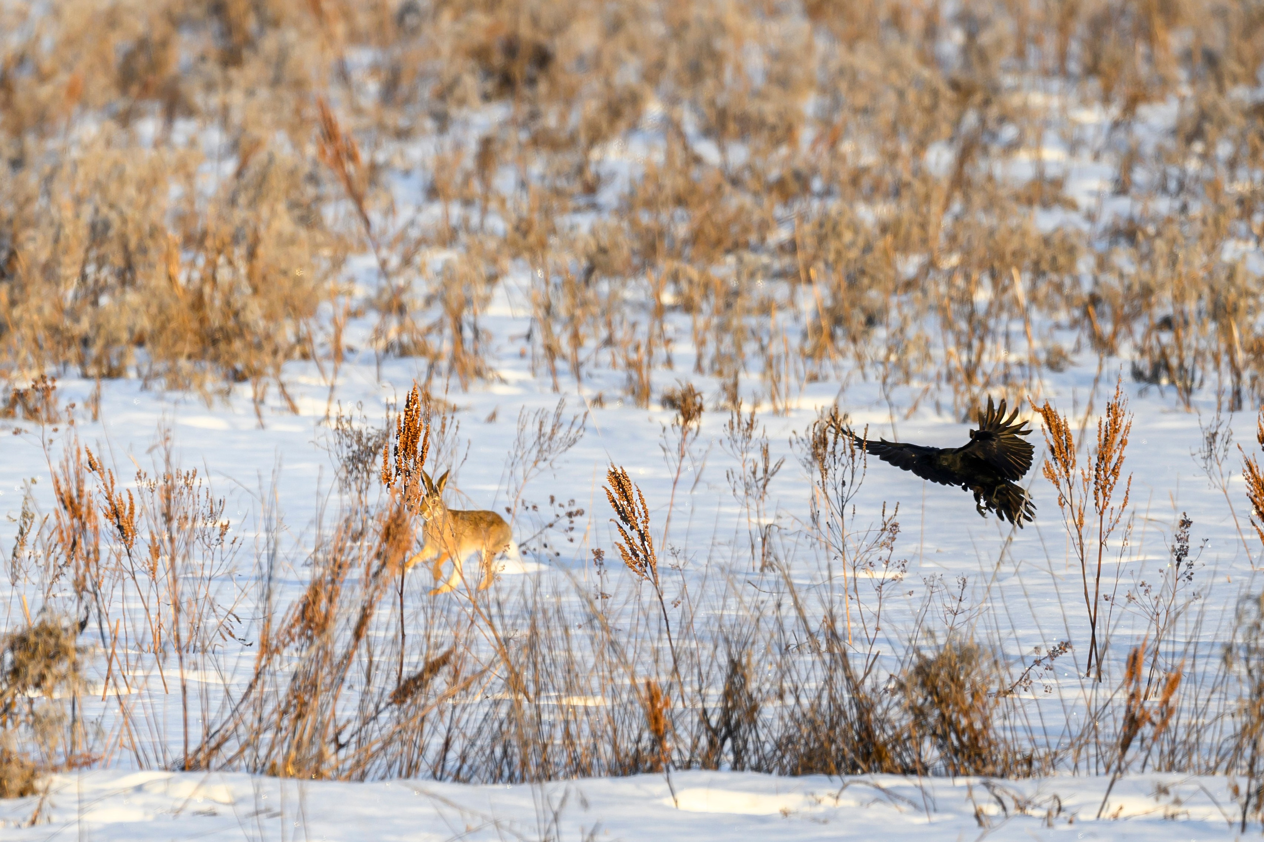 Чёрный ворон, чёрный ворон, Что ж ты вьёшься надо мной?. Фотограф Сергей Пупонин