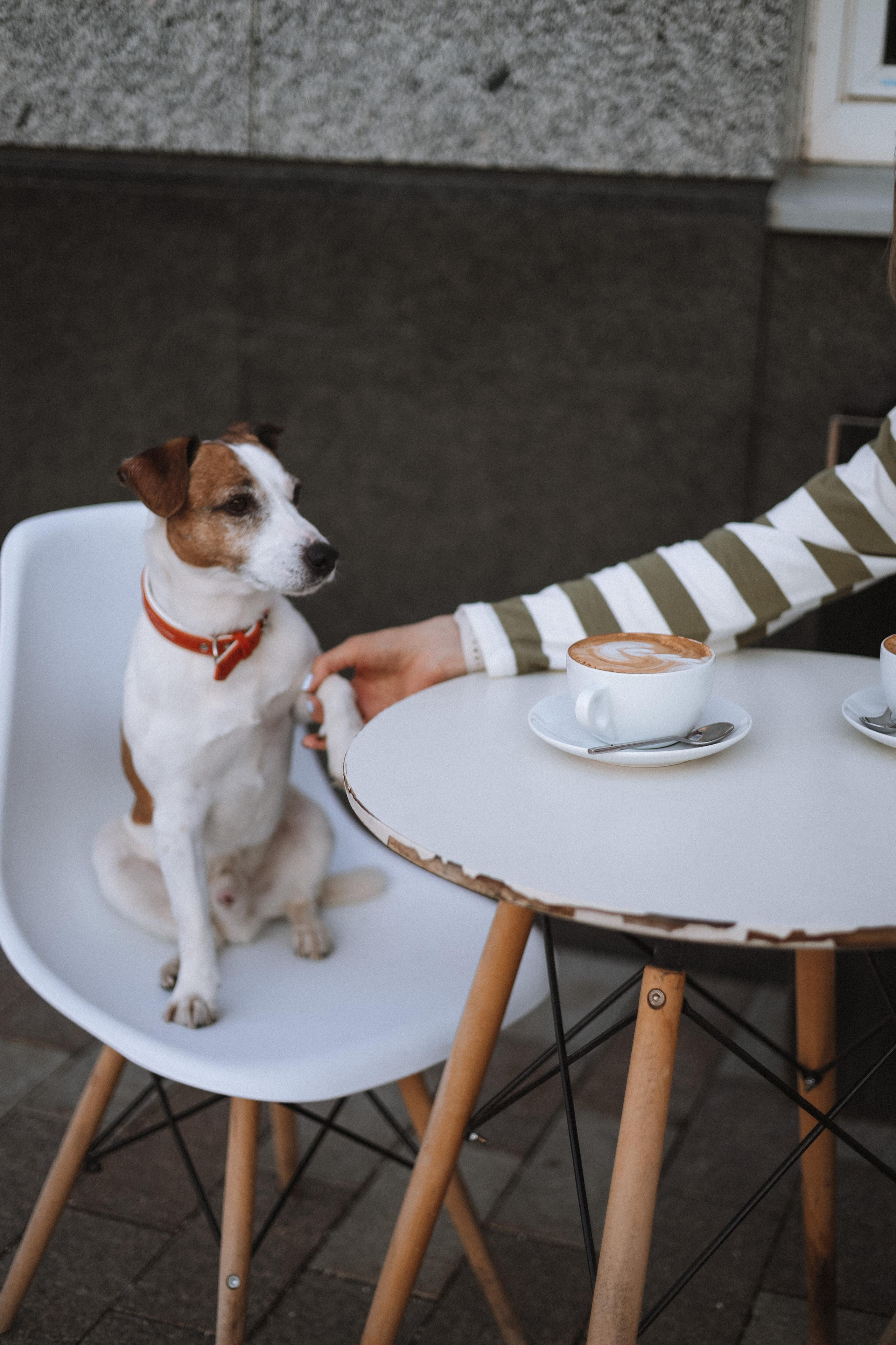 Оксана и Джек. Диана Чечель. Свадебный и портретный фотограф в Москве
