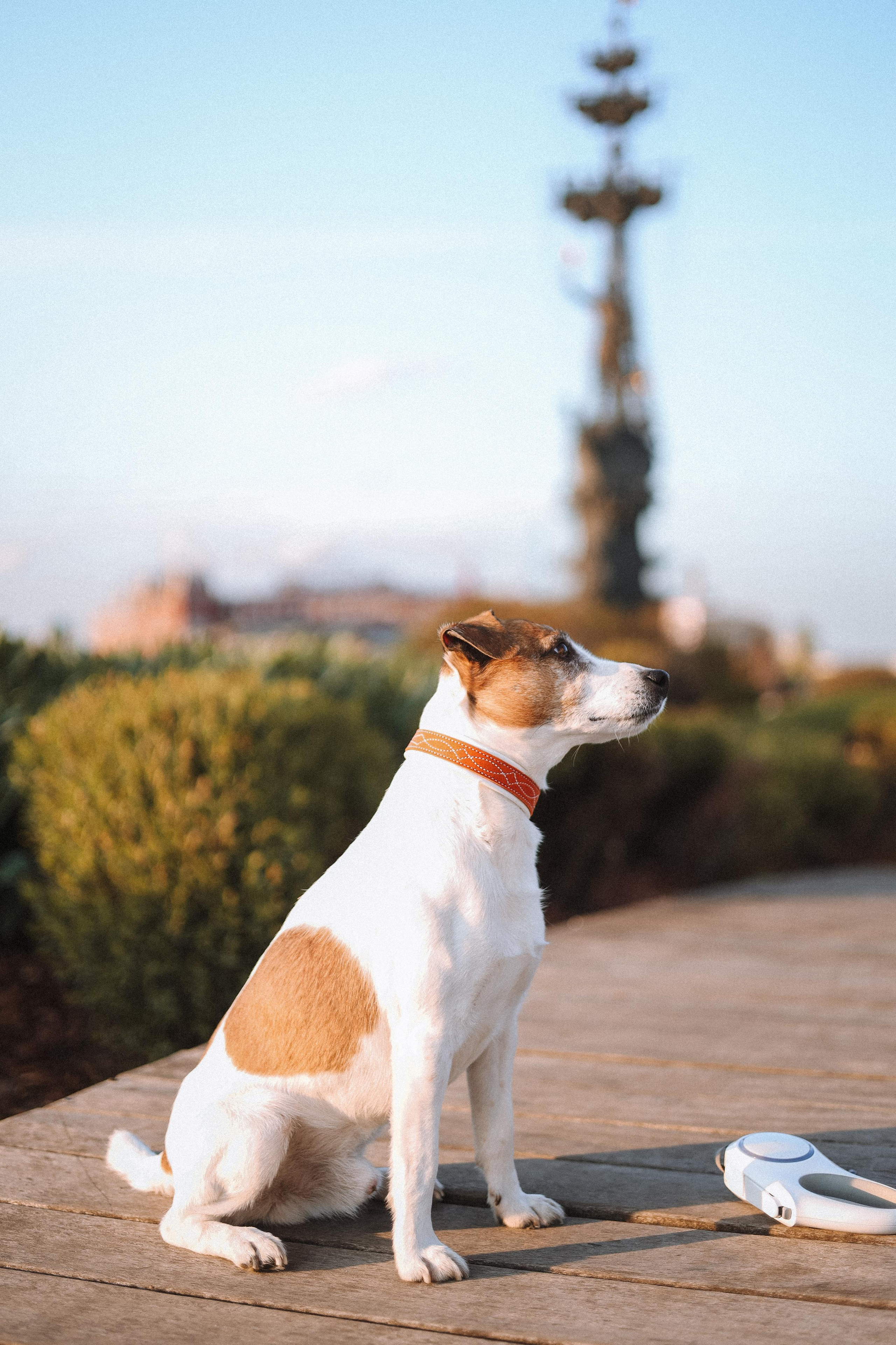 Оксана и Джек. Диана Чечель. Свадебный и портретный фотограф в Москве