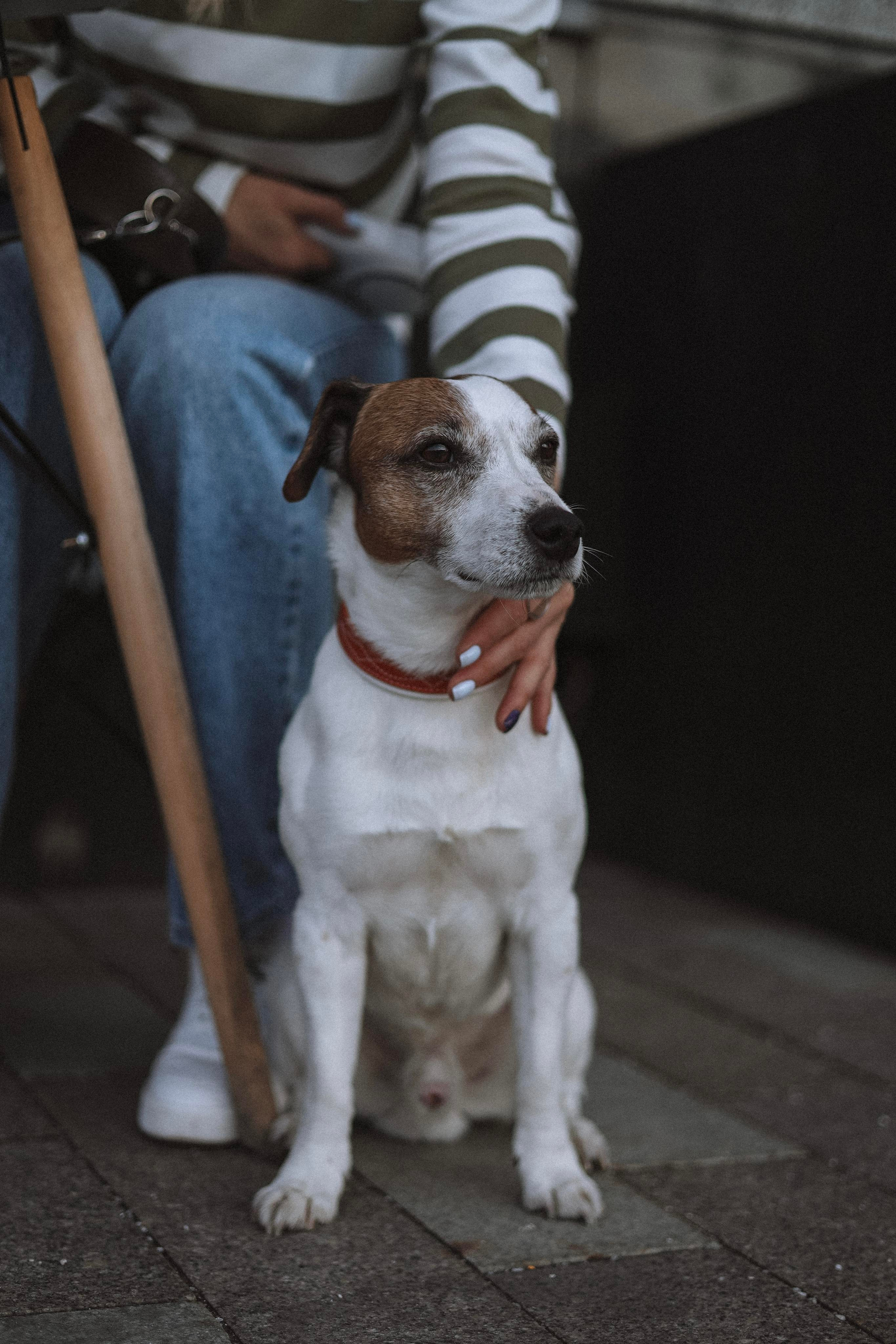 Оксана и Джек. Диана Чечель. Свадебный и портретный фотограф в Москве