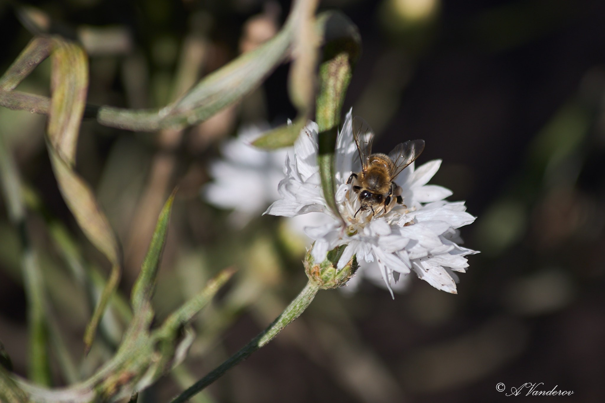 Село Савкино Баганского района Новосибирской области. Фотограф Омск | Александр Вандеров