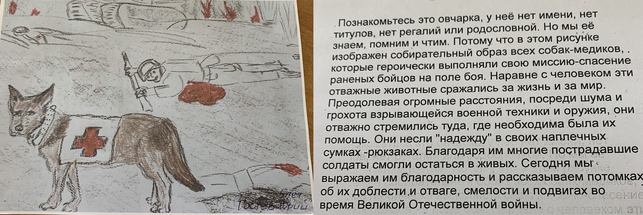 Акция рисунков «Собаки-герои Великой Отечественной войны». НРОО КЦ "Собаковод"
