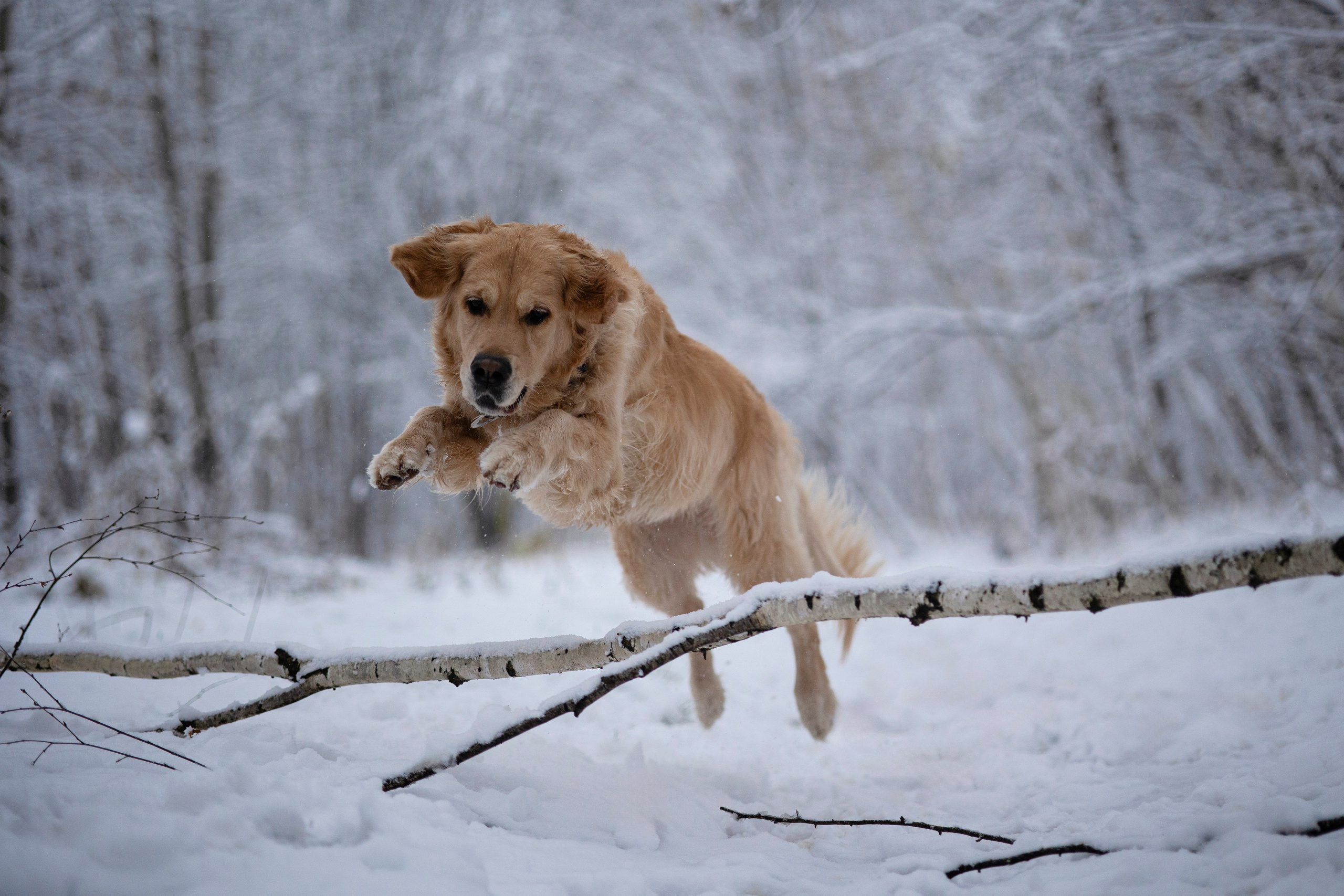 Съемка с собакой. Анастасия Белаш