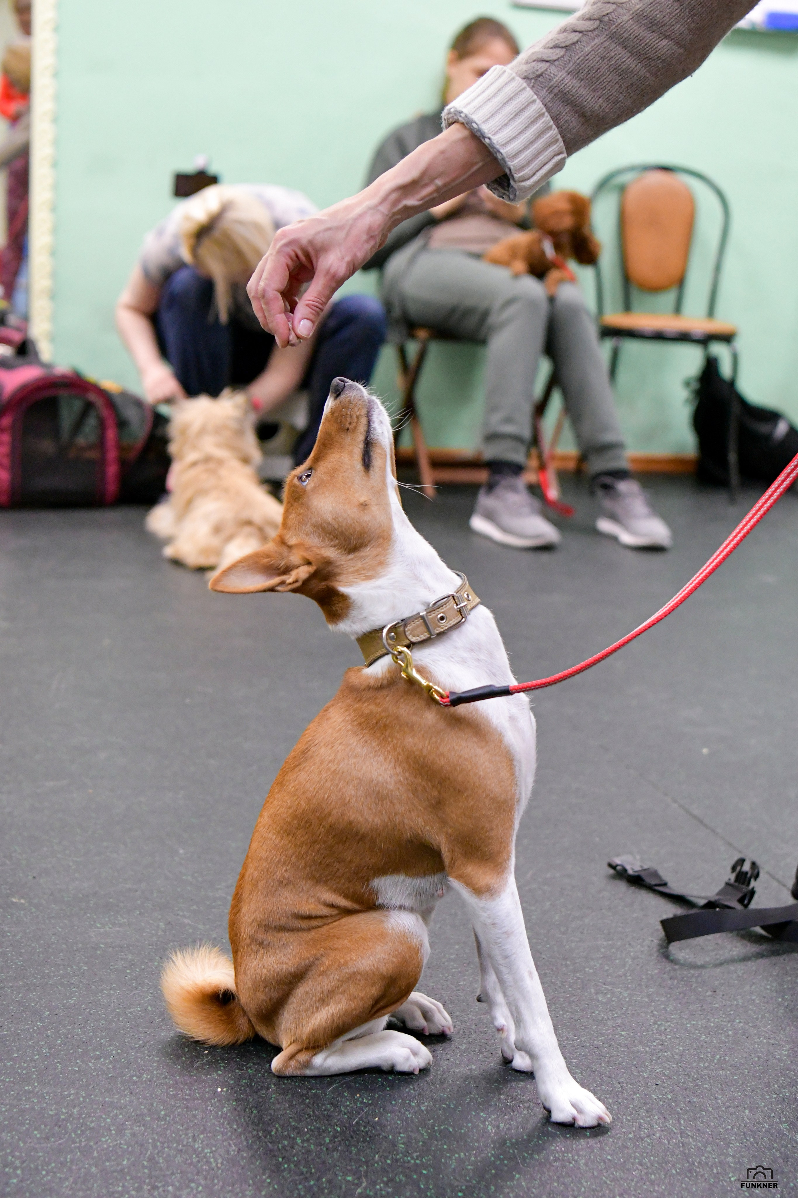 Кинологический клуб «Бодрый хвост». Свой взгляд через объектив
