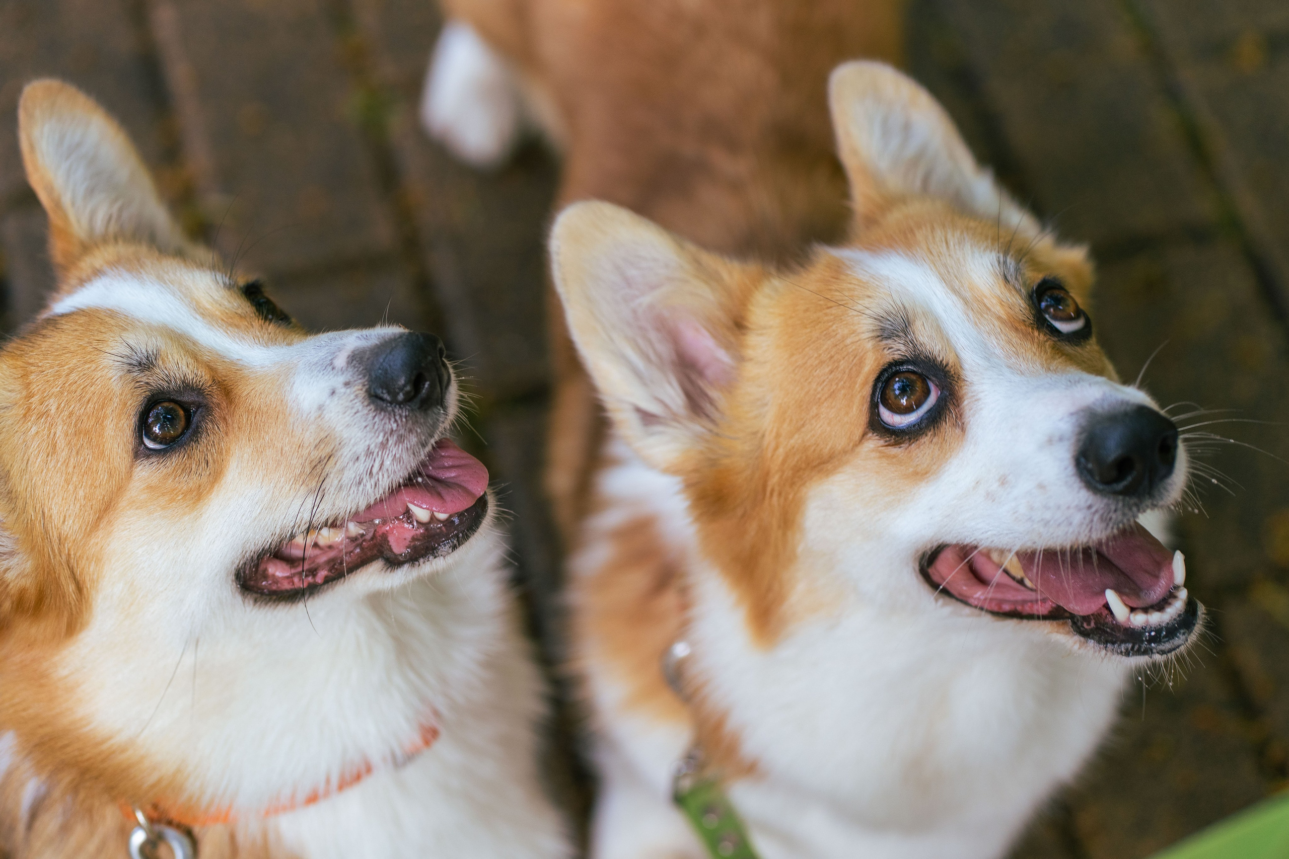 Ольга и коржики. Свадебный фотограф в Москве Анна Полушина