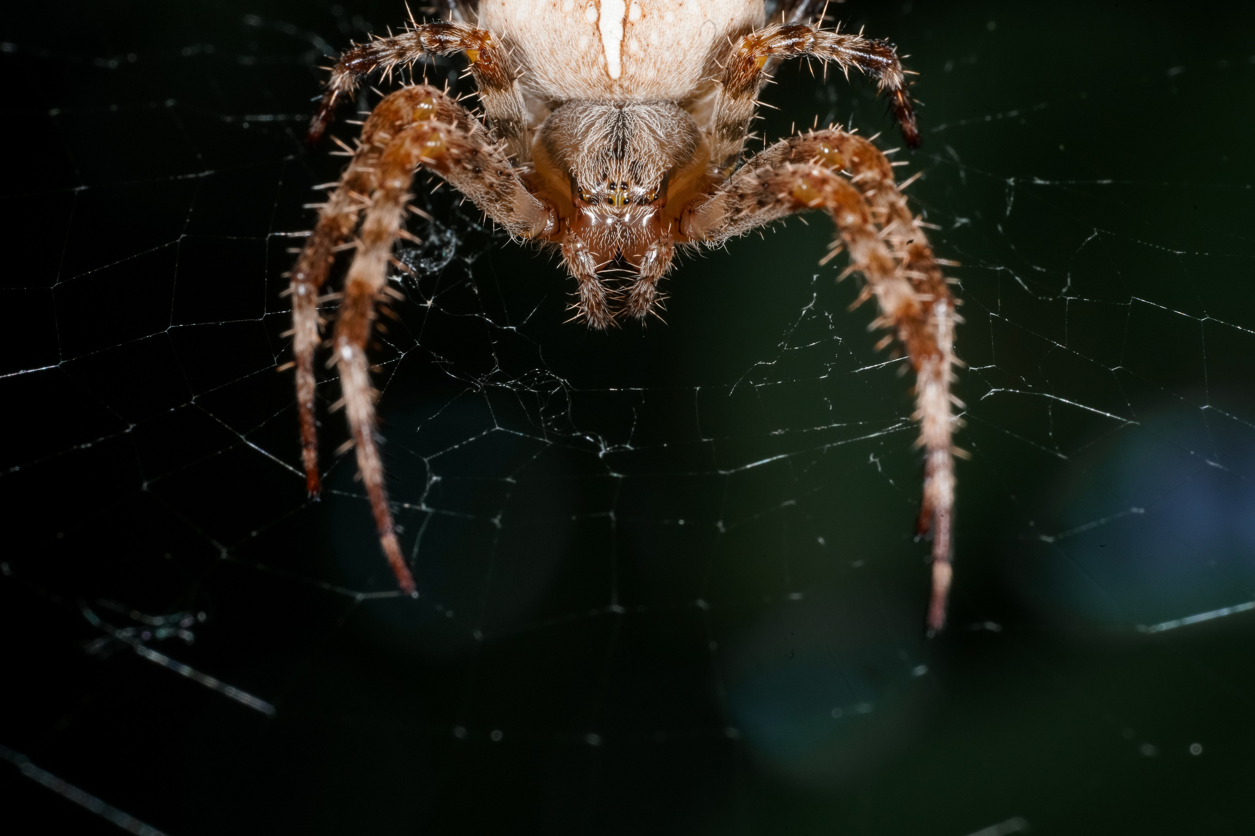 МАКРО. Фотограф в Алматы Артемий Матюнин