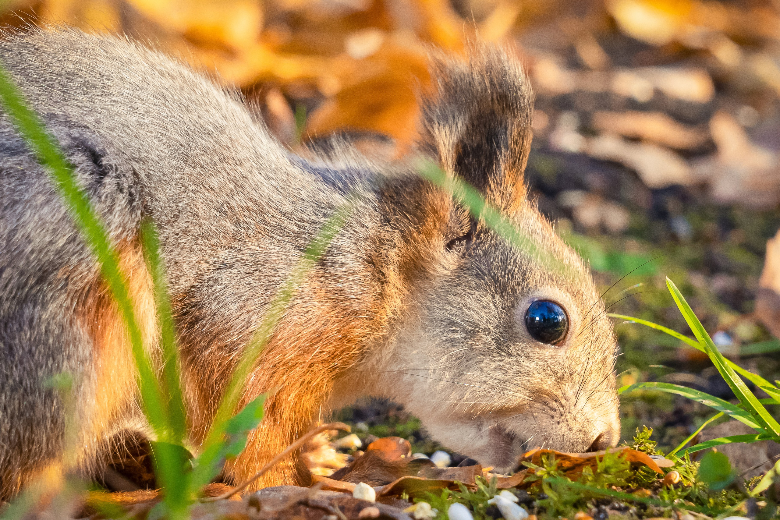 Дикая природа. Photomantis