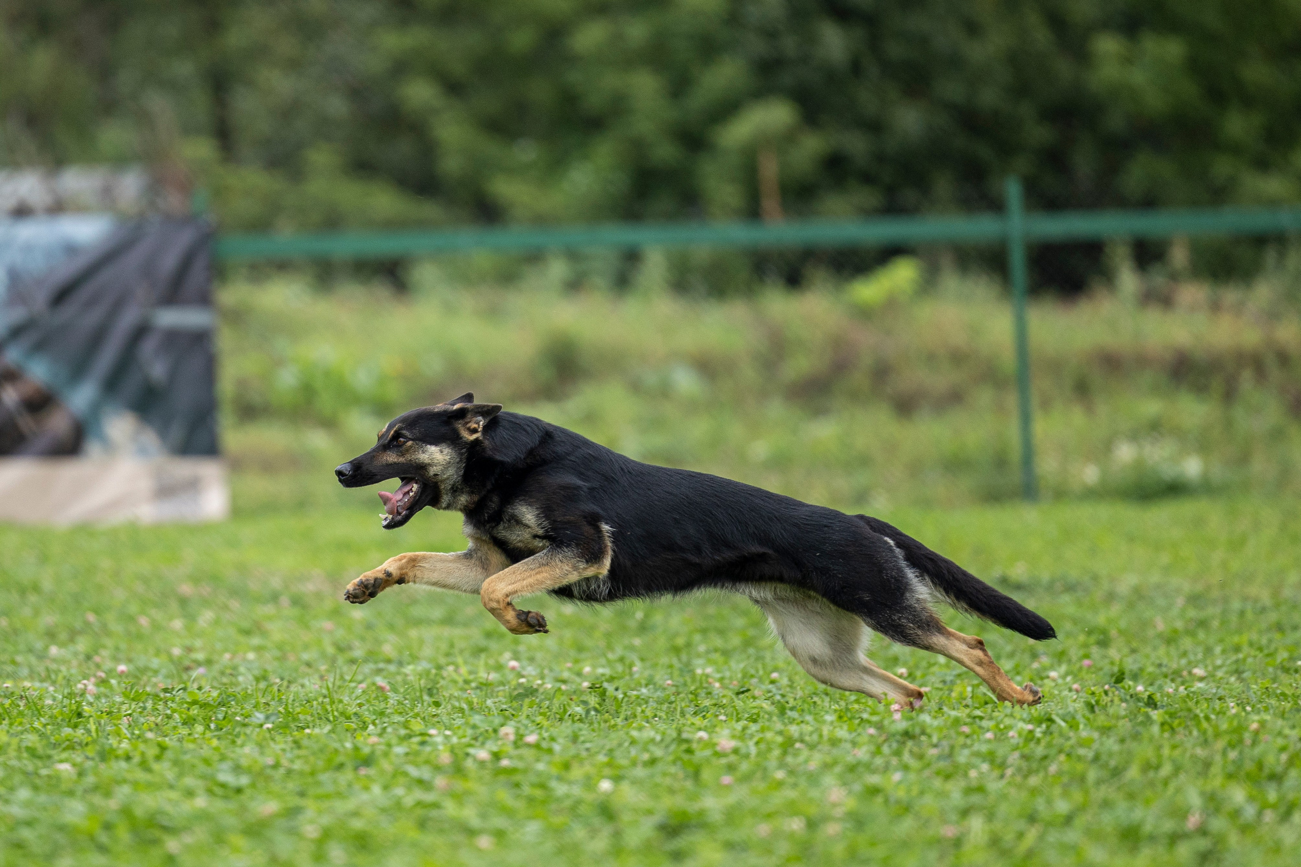 Соревнования по Мондьорингу г. Вологда 10-11.08.2024. Фотограф-анималист Анна Маринич