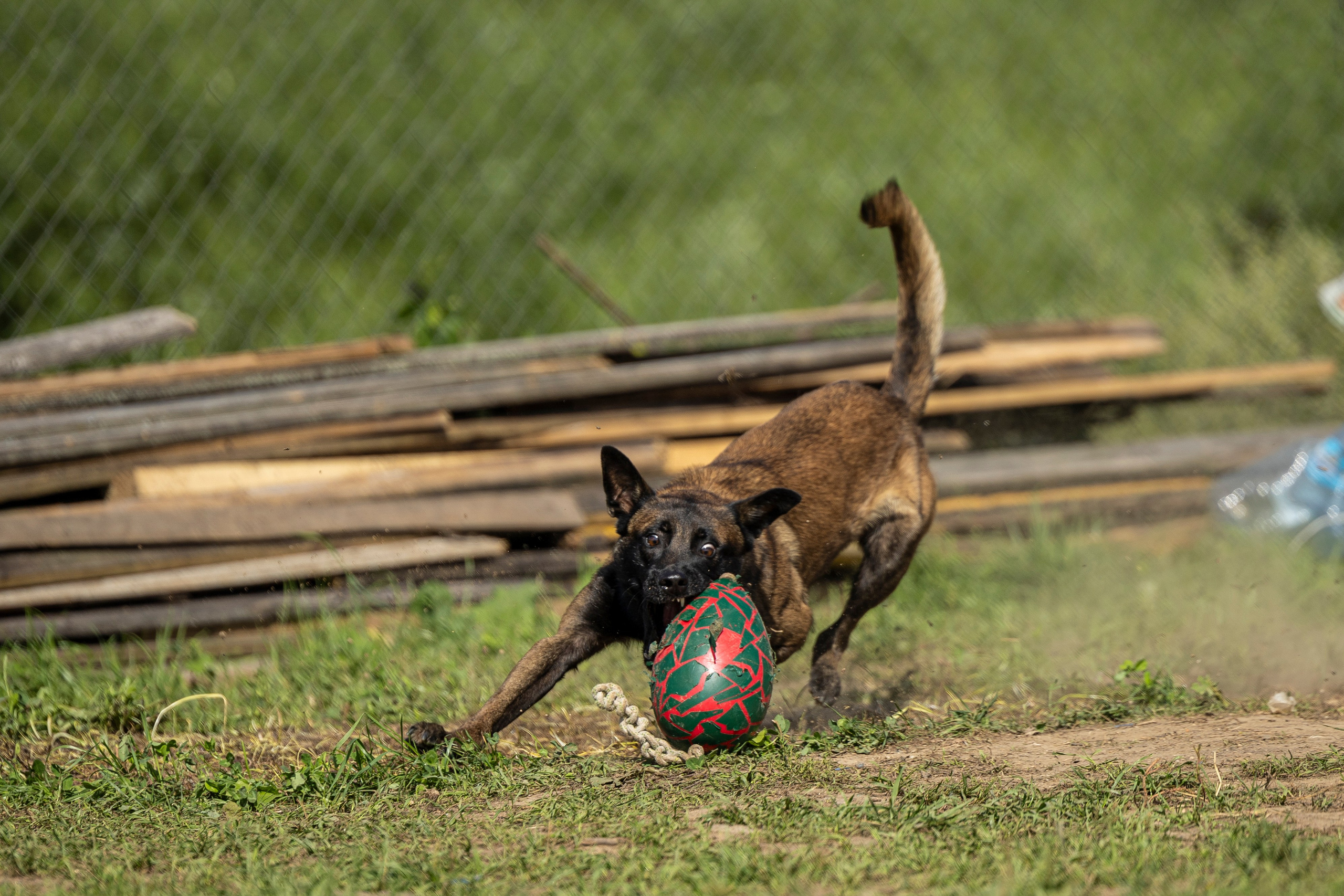 Соревнования по Мондьорингу г. Вологда 10-11.08.2024. Фотограф-анималист Анна Маринич