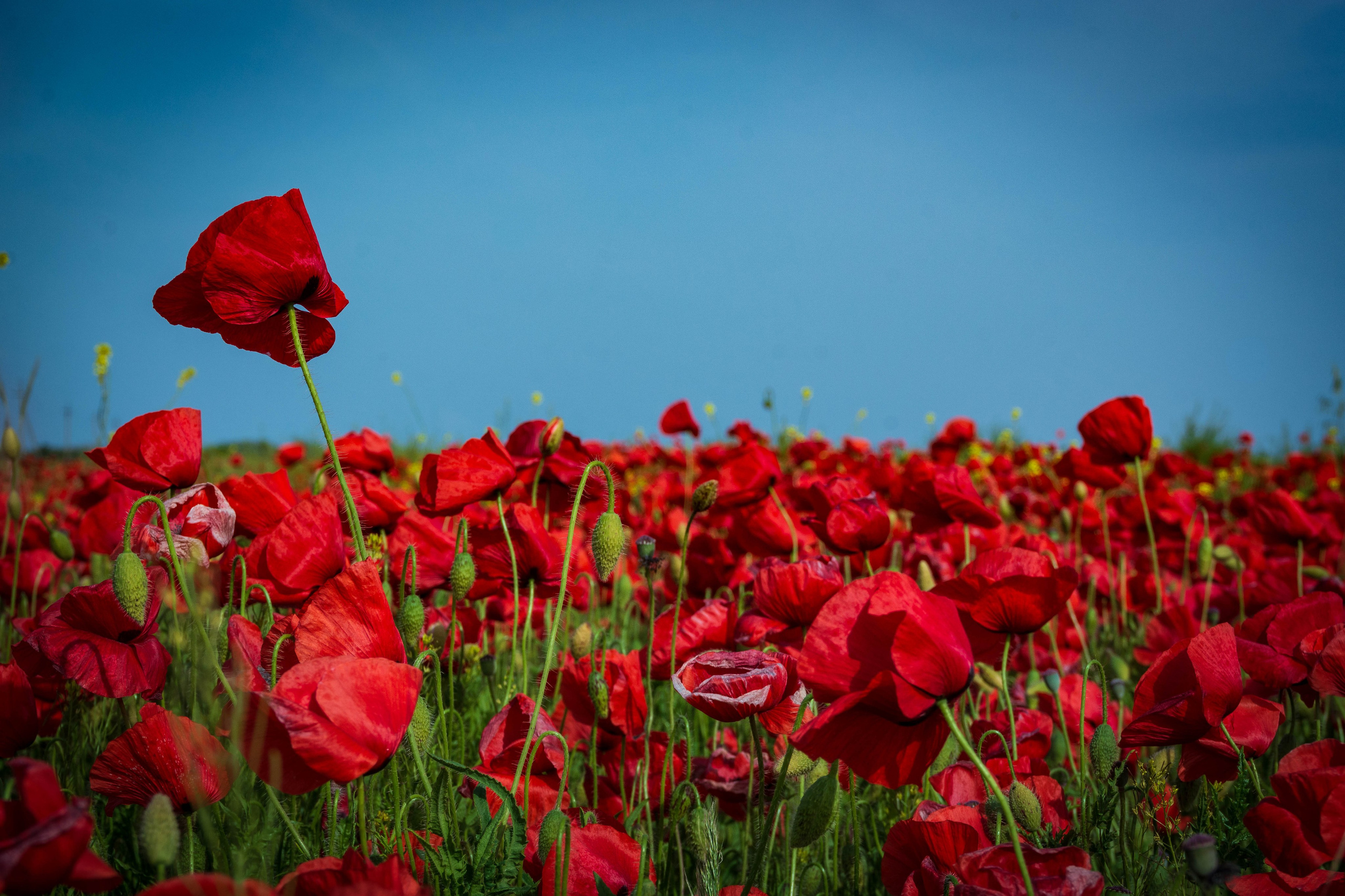Фотосессия в поле маков. Елена Волкова семейный фотограф в станице Гостагаевской города-курорта Анапа