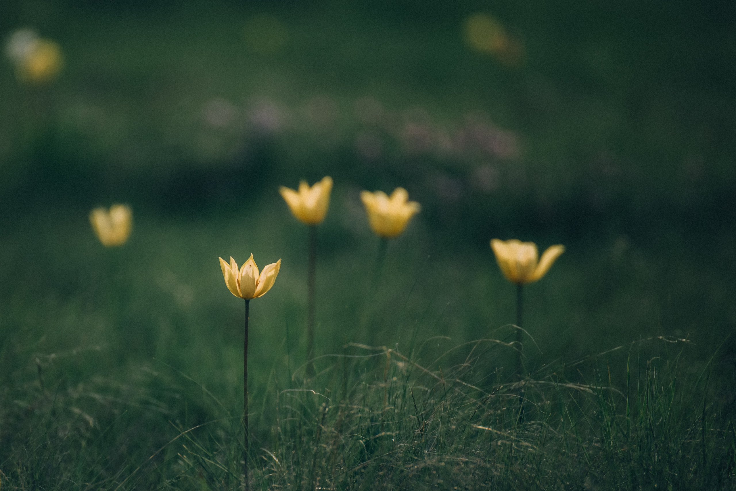 Заповедник «Оренбургский», предуральская степь. Фотообъединение Самарского областного отделения Союза журналистов России