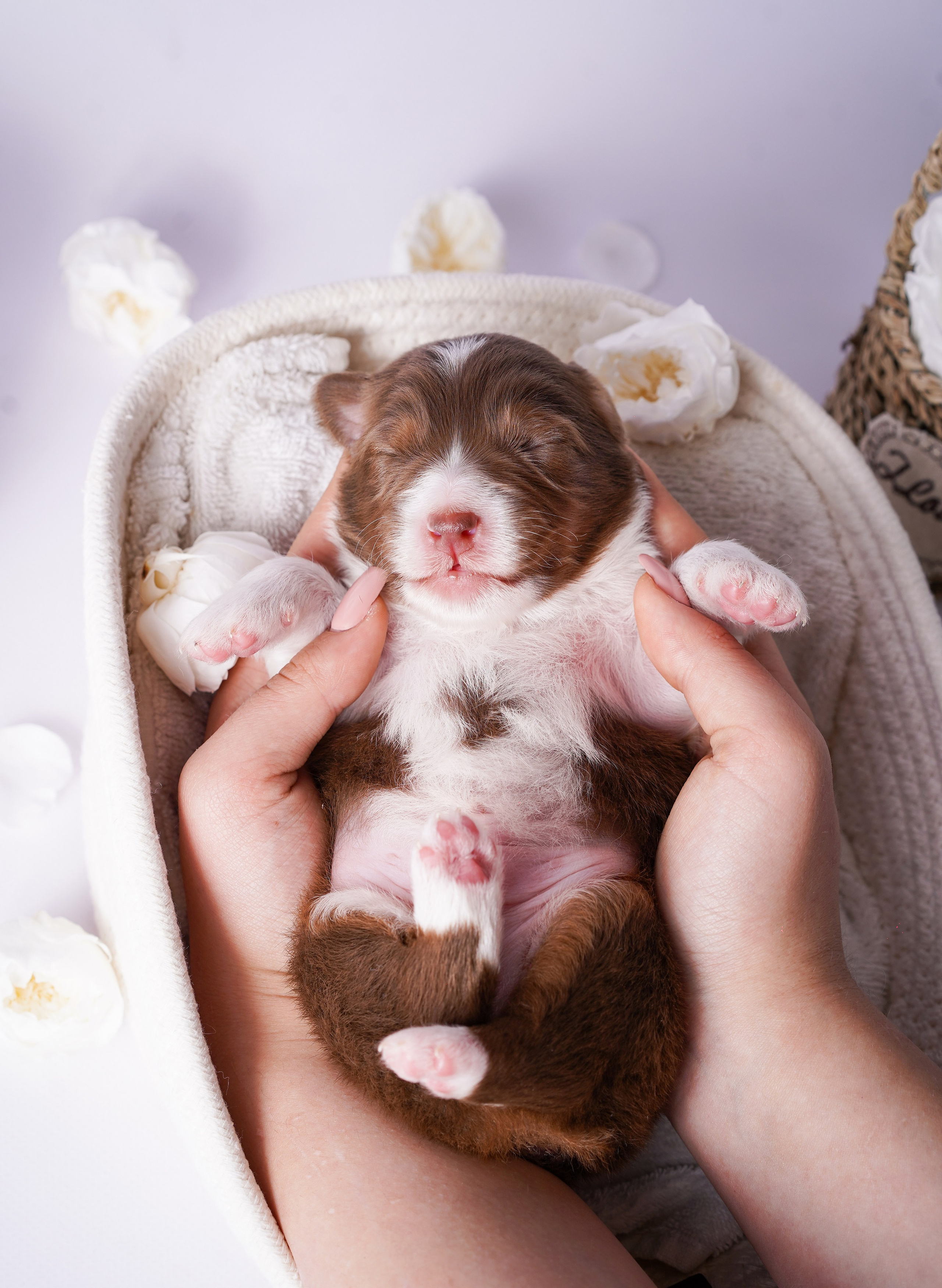 Щенки австралийской овчарки. Фотограф-анималист в Санкт-Петербурге Яна Мартынова