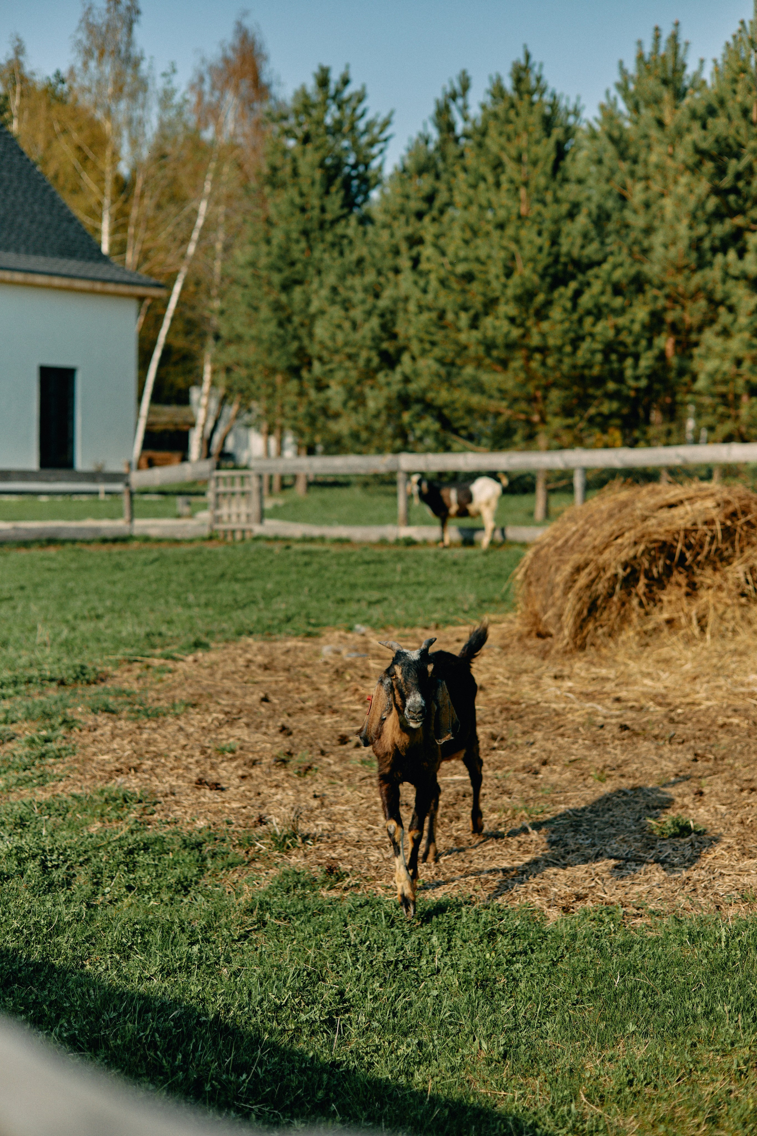 Бутик-отель Поле летом. Профессиональный Фотограф во Владимире, в Москве и в Суздале — Полина Романычева