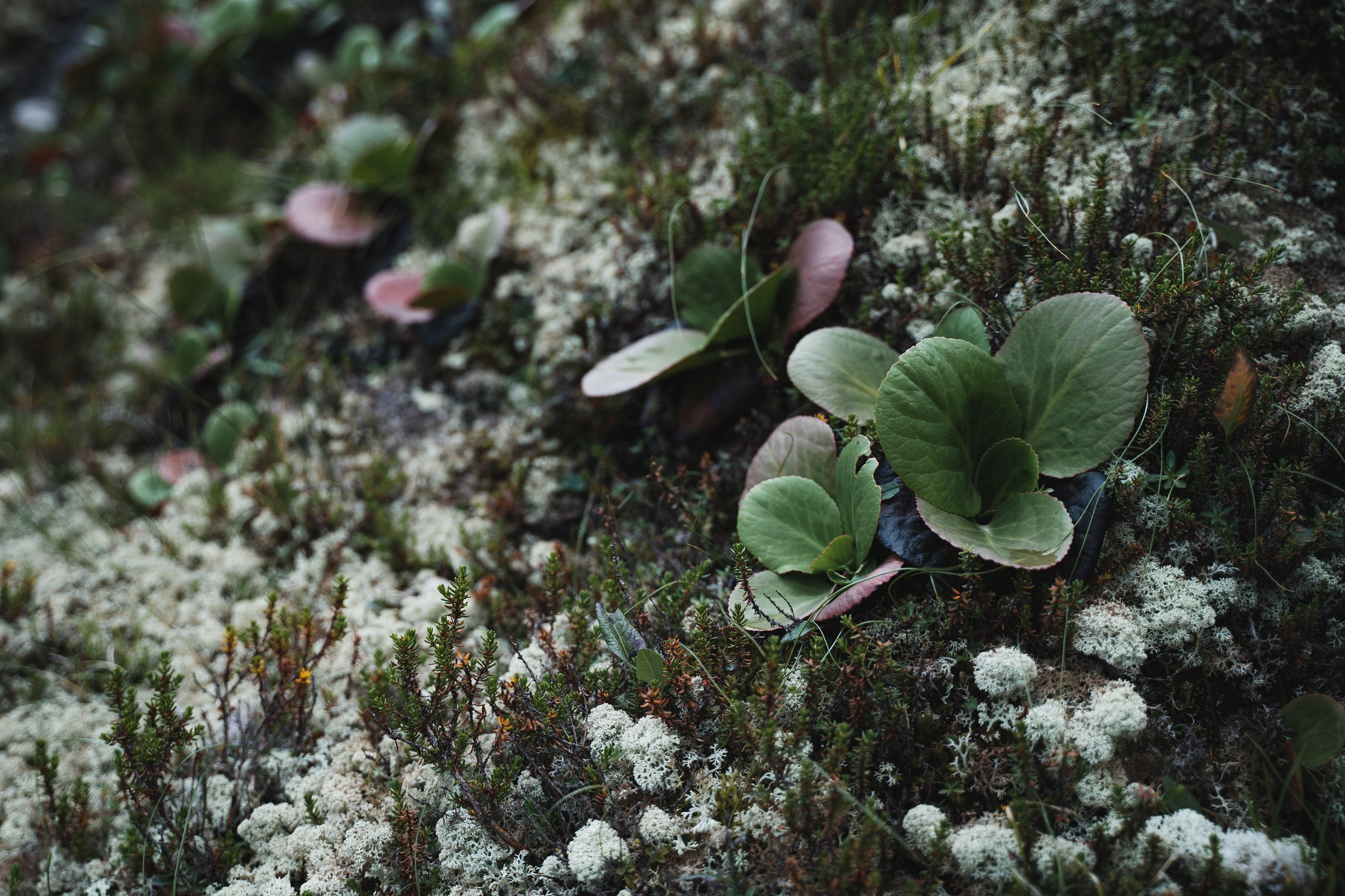 Алтай. Шавлинские озера. Фотограф в поход и восхождение на Эльбрус Игорь Косарев