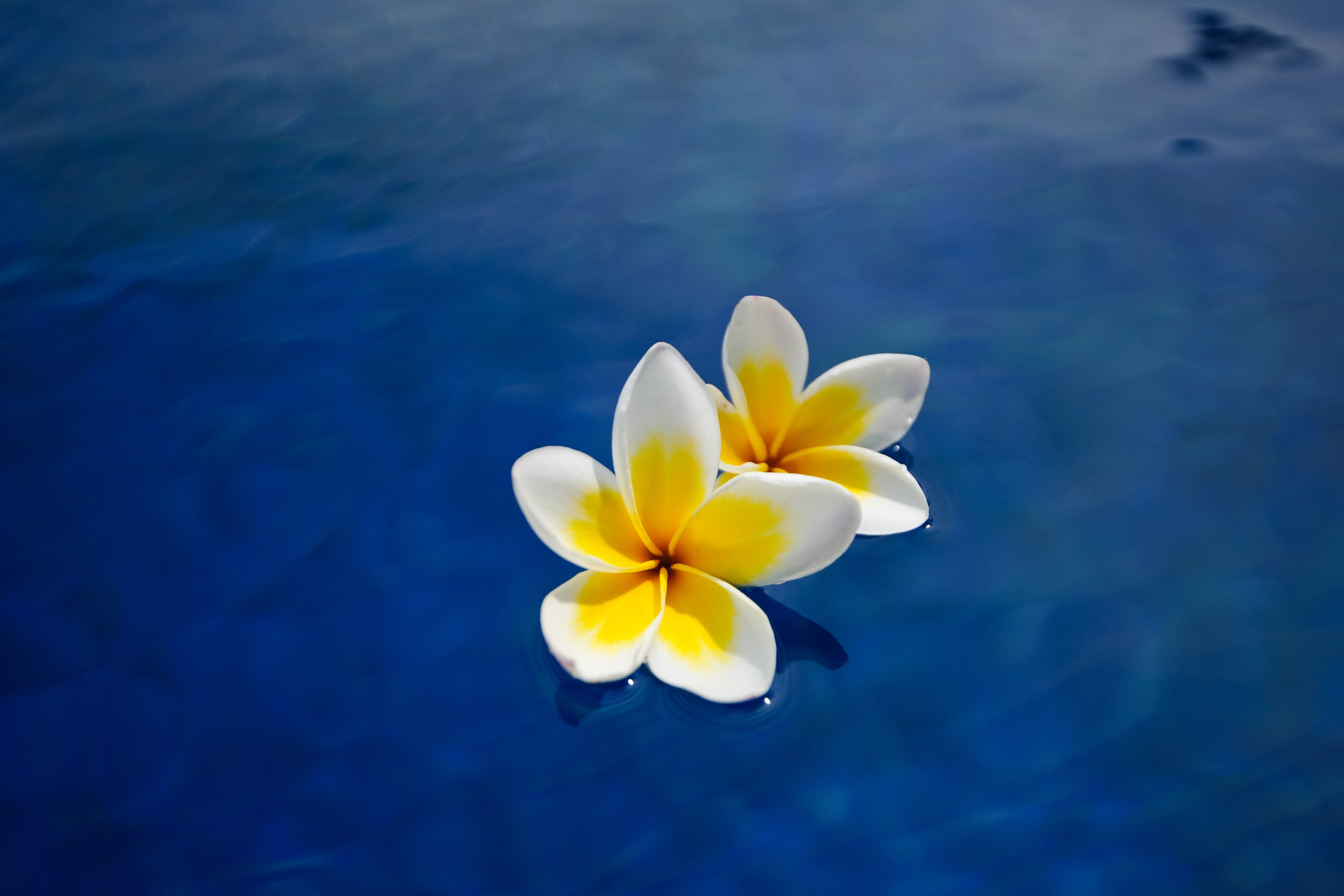 Анастасия и Алексей. Свадьба, Москва — Бали, Индонезия. Семейный фотограф Анна Дубовская