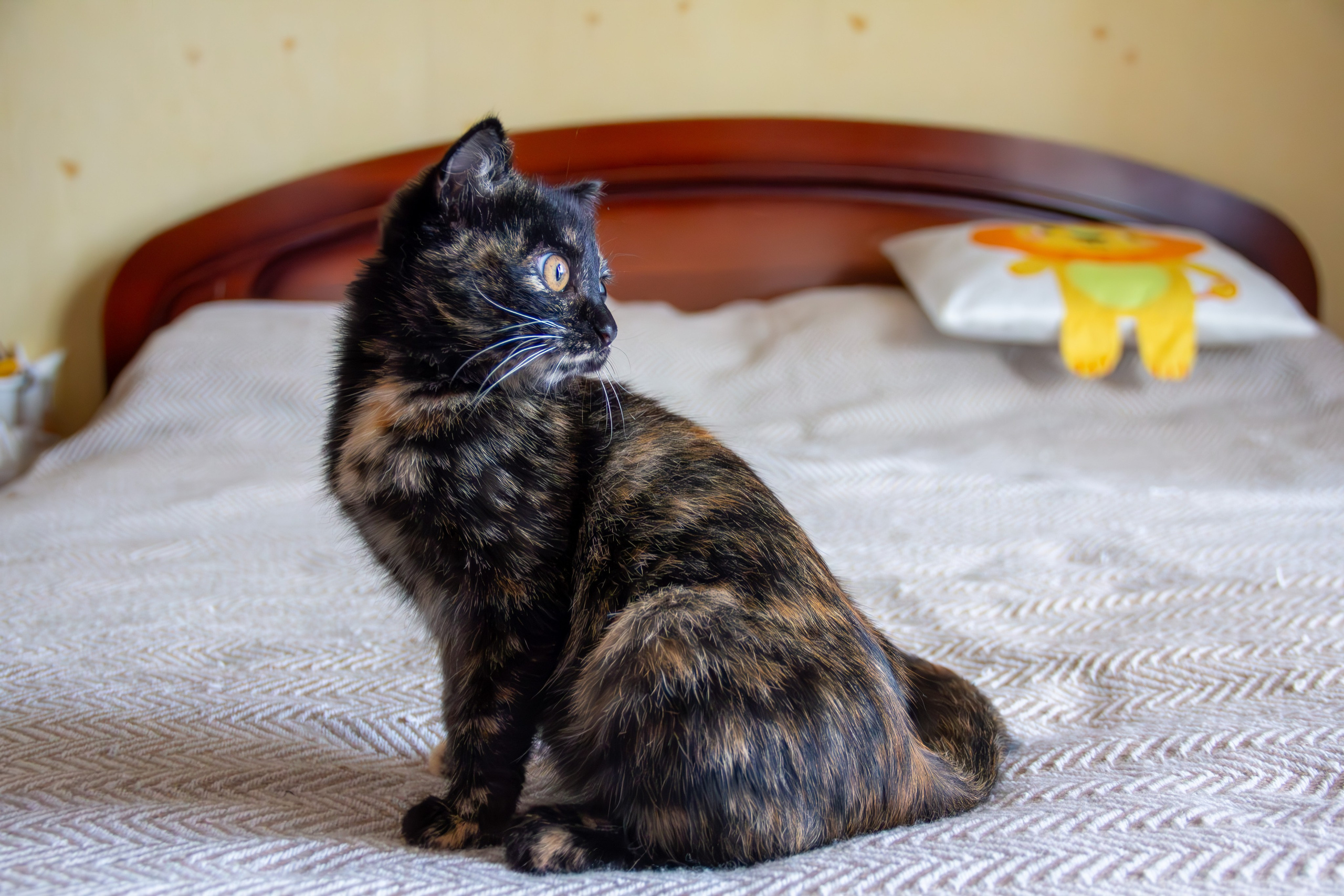 Котёнок Соня. Фотозаметки Лины Юговой | фотограф-анималист