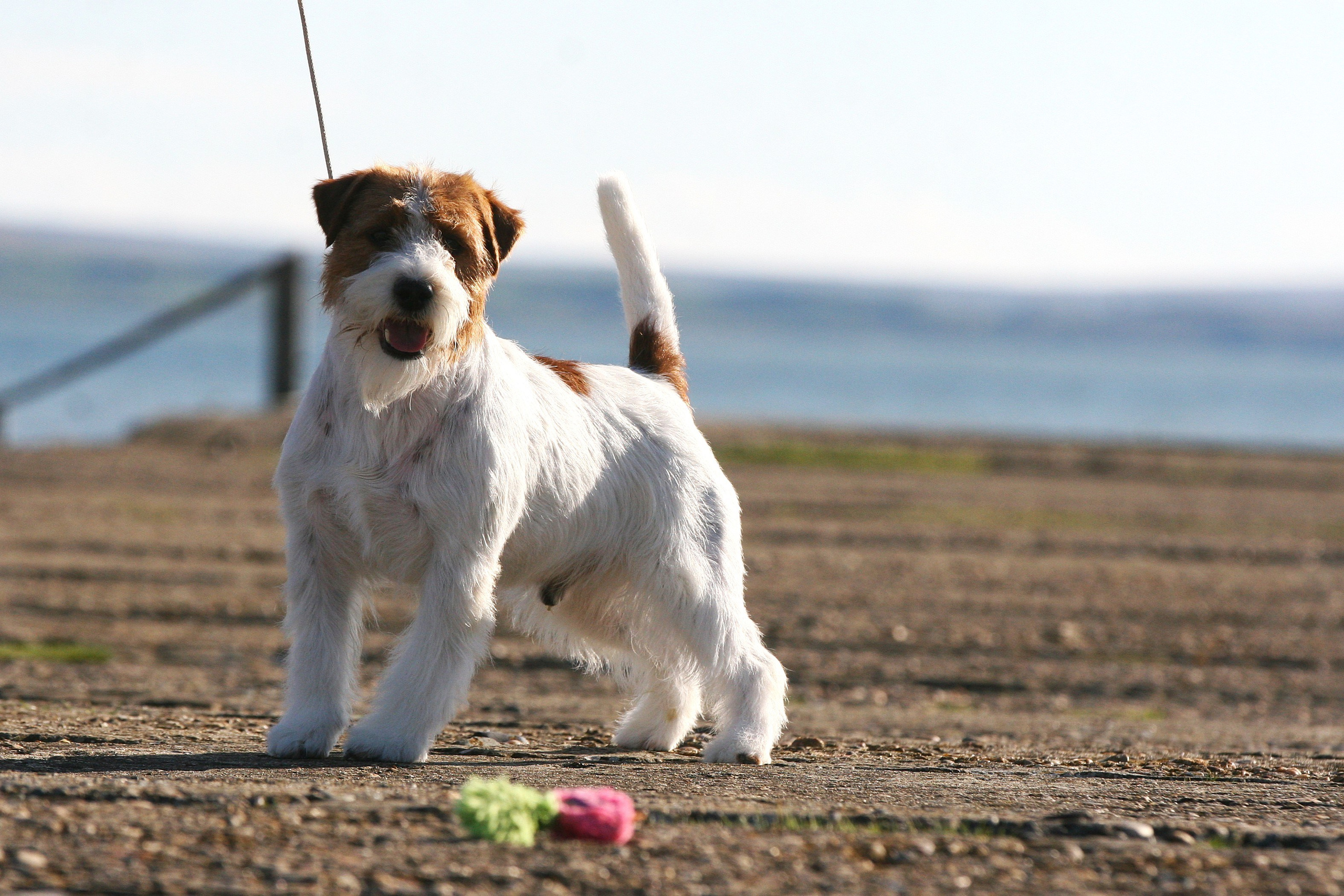 Lovely-Orange Altair. Lovely-Orange питомник джек рассел терьеров