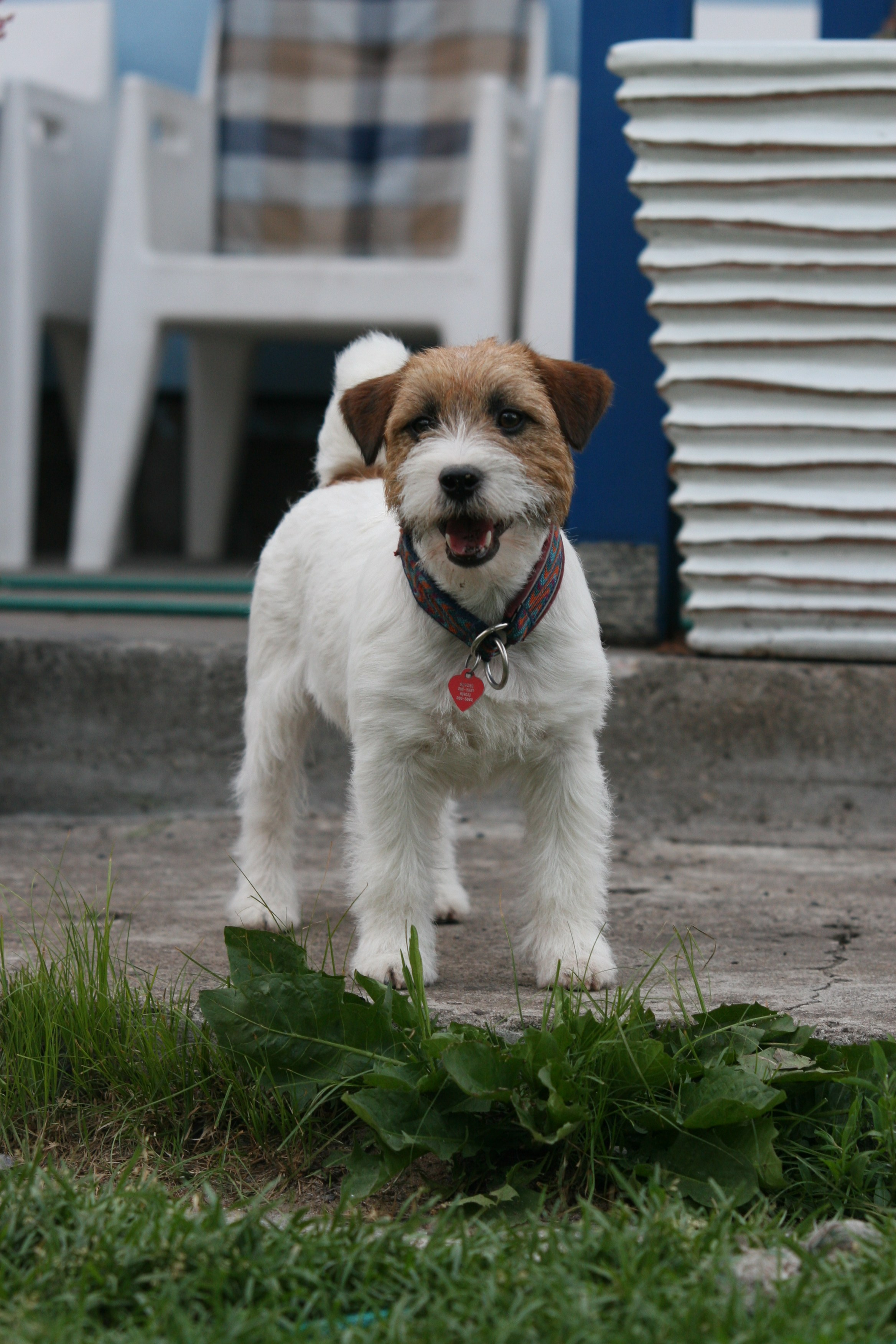 Рига 2011. Lovely-Orange питомник джек рассел терьеров