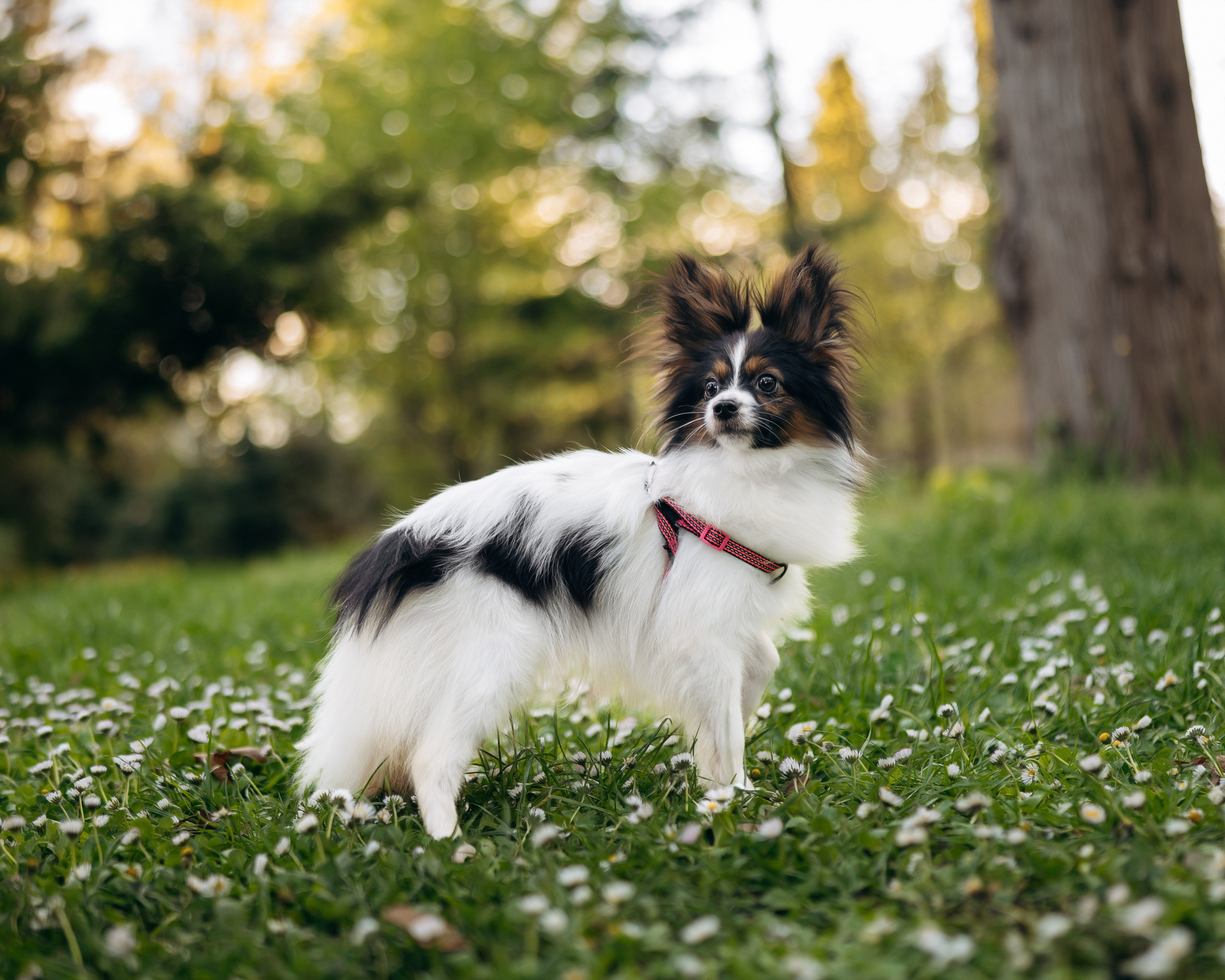 Животные. Фотограф Сочи-Краснодар