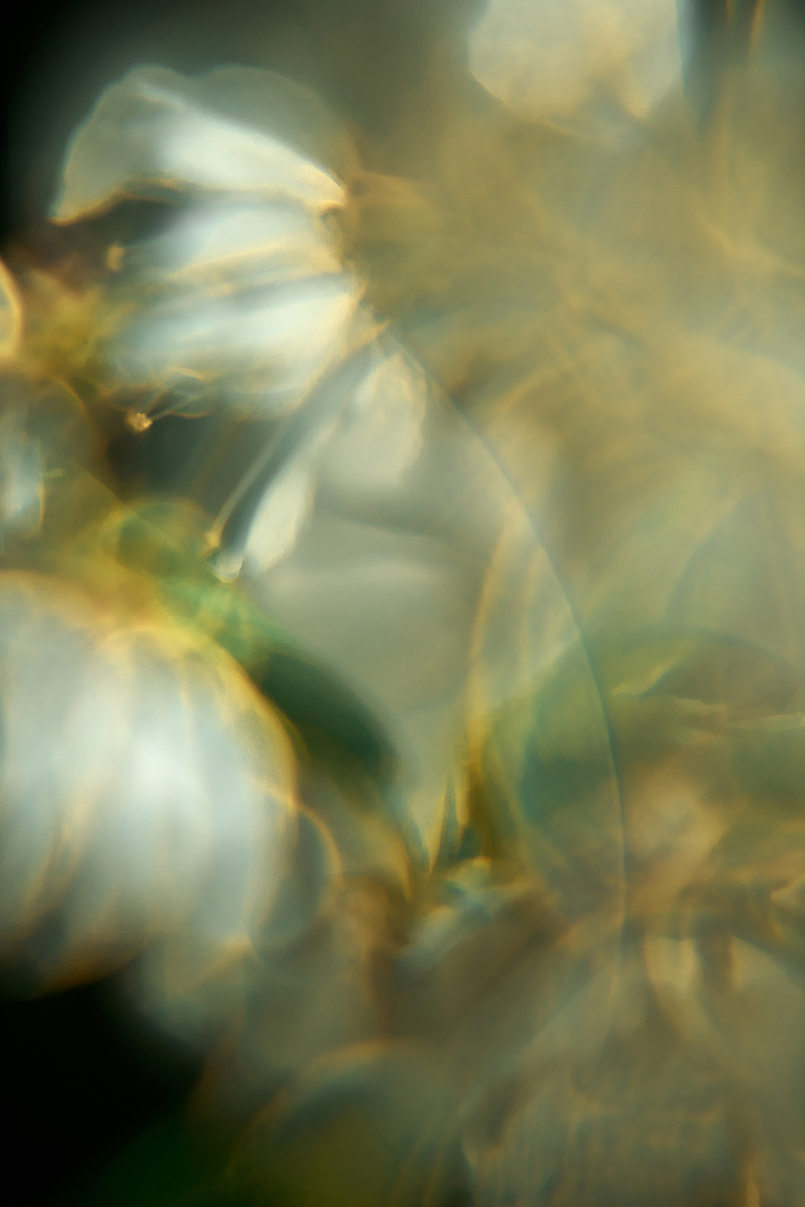 Макро-абстракция «Эфемерность» | Лимитированная серия. Sandra Marselly | Абстрактная Макро-Фотография