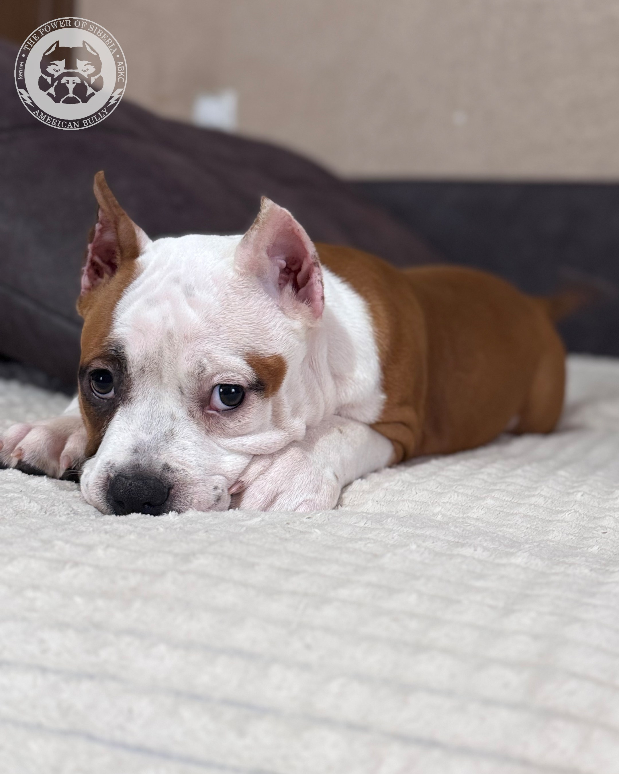 Свободные щенки Американский Булли, в типах покет, классик, стандарт. Американский Булли в г. Ростов-на-Дону. Питомник THE POWER OF SIBERIA