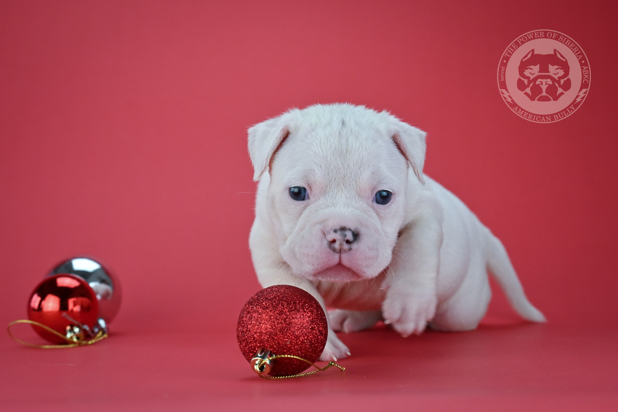 Свободные щенки Американский Булли покет. Американский Булли в г. Ростов-на-Дону. Питомник THE POWER OF SIBERIA